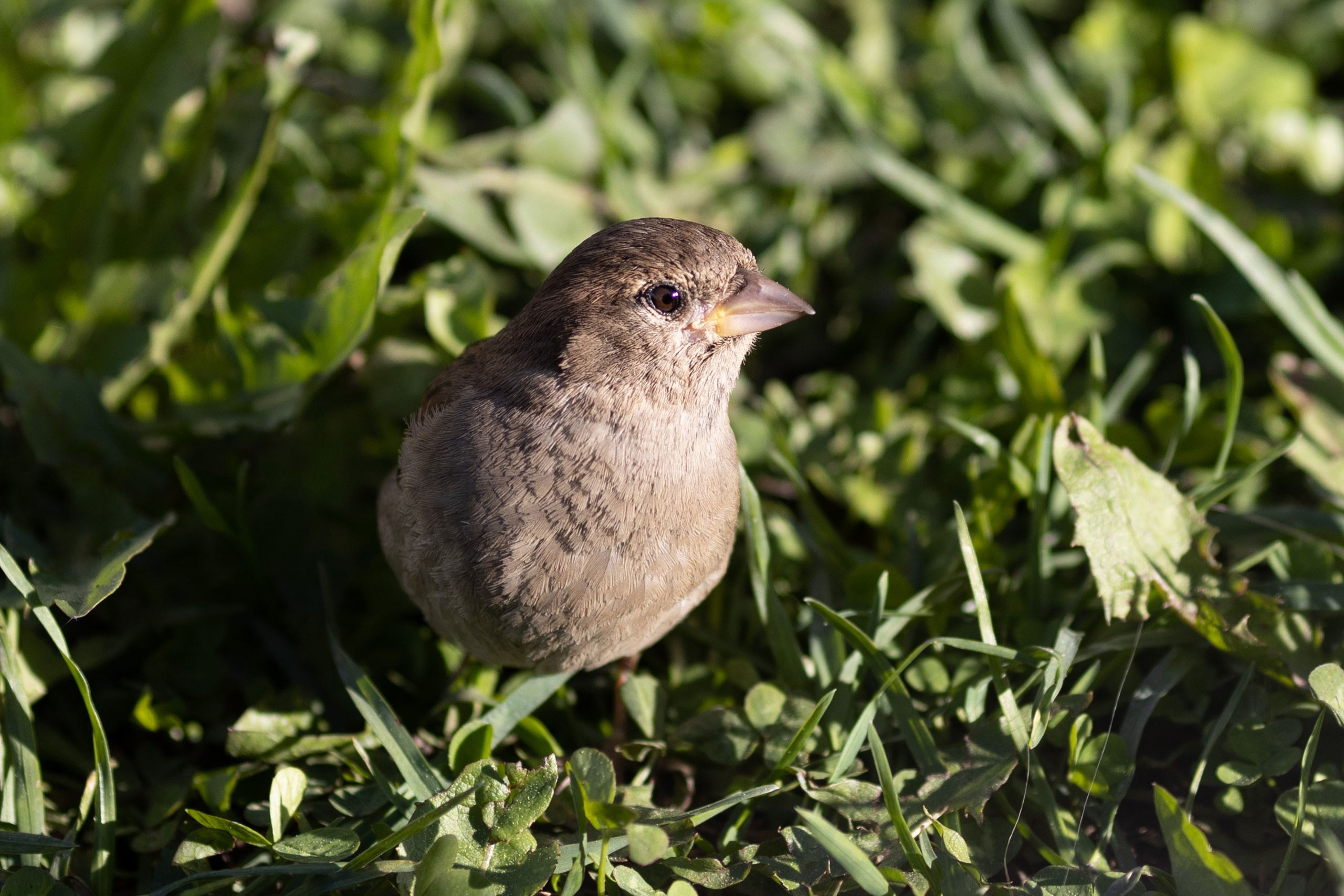 Природные пейзажи. Наталия Клевинскас портретный фотограф в Костроме