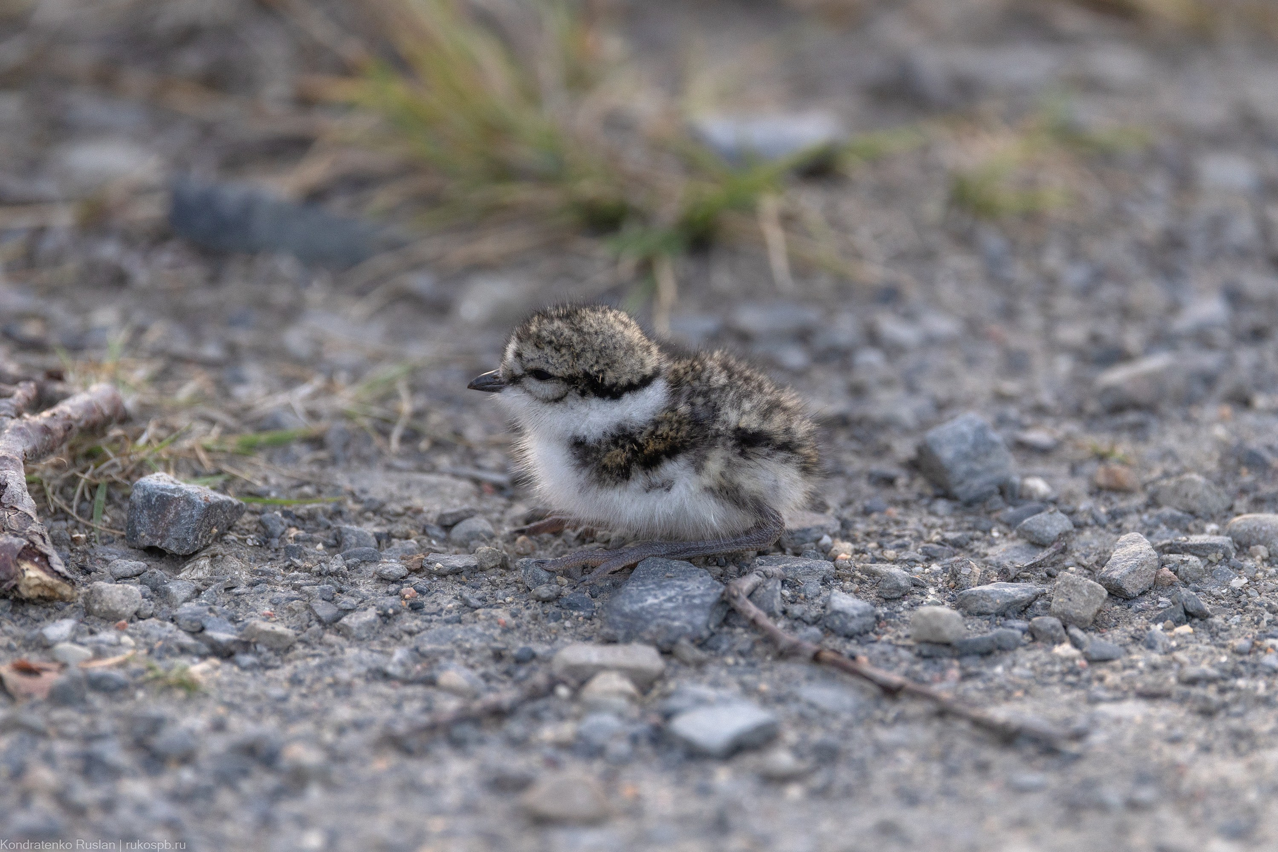 Галстучник. Архитектурный и пейзажный фотограф Кондратенко Руслан, Санкт-Петербург