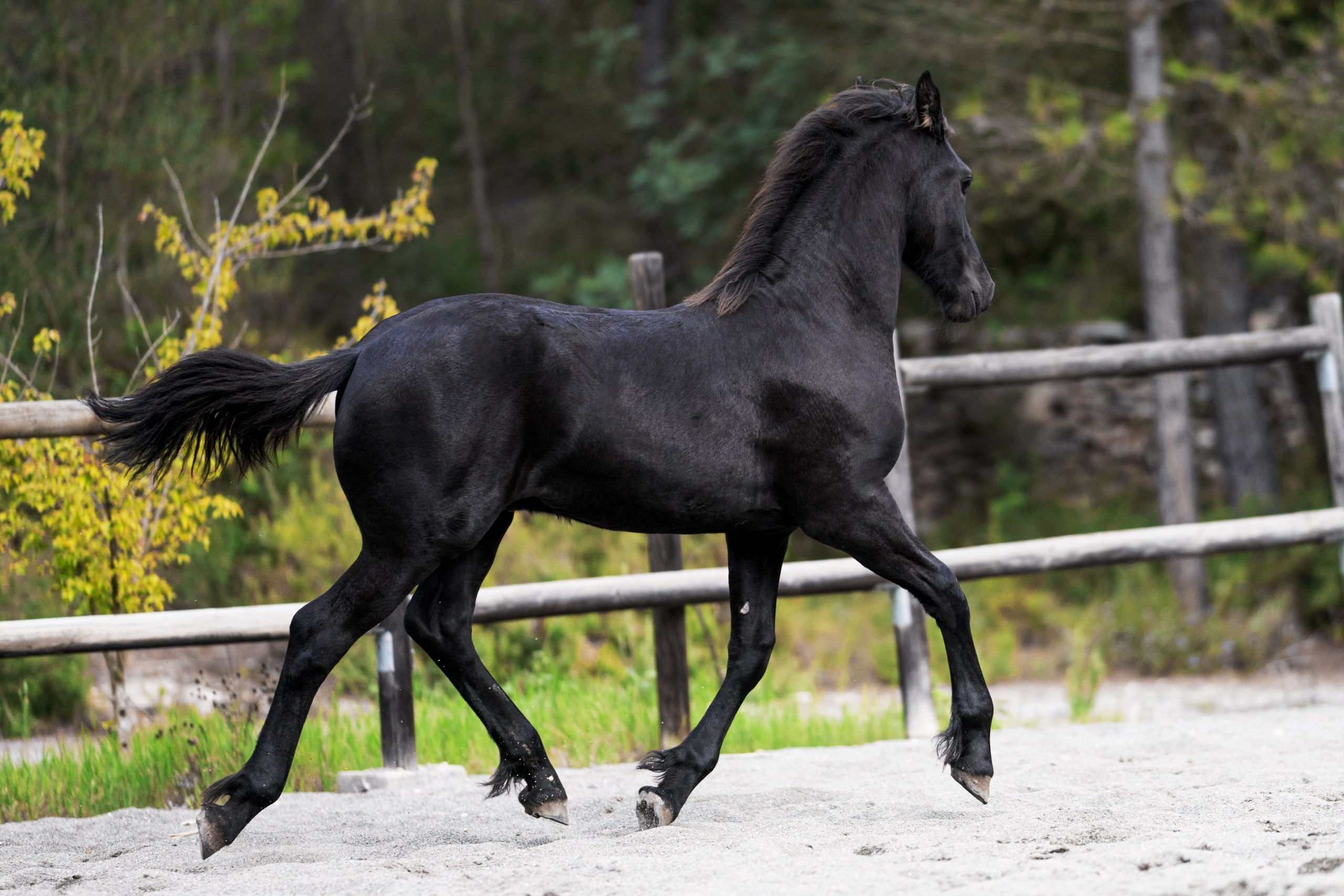 Фризский жеребец Elior Ofortunado 6 месяцев. Продаётся. Friesian Alliance. Фризы Росиии