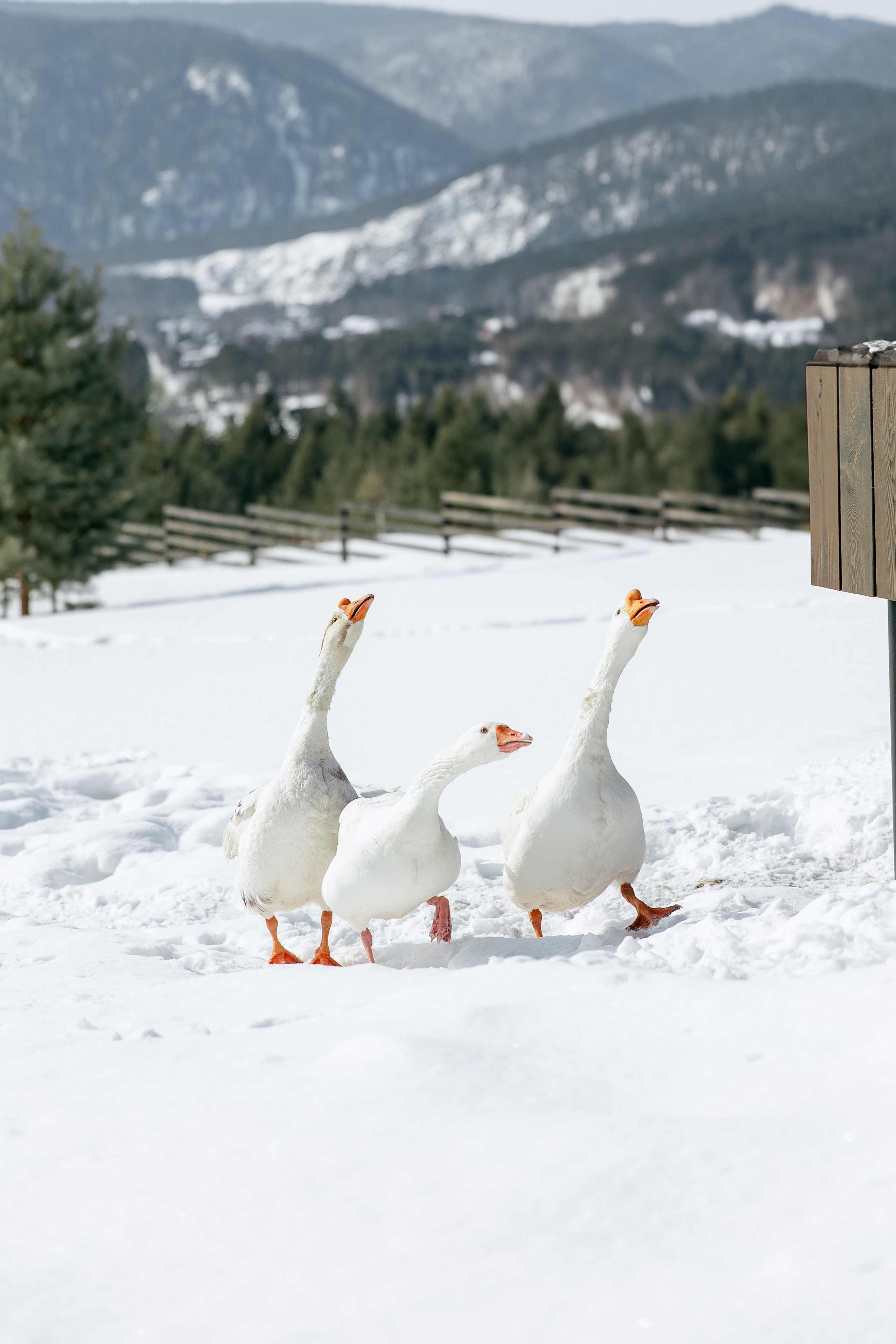 ДЕНЬ ДОЖДЕНИЯ ЕКАТЕРИНЫ. Фотограф в Красноярске
