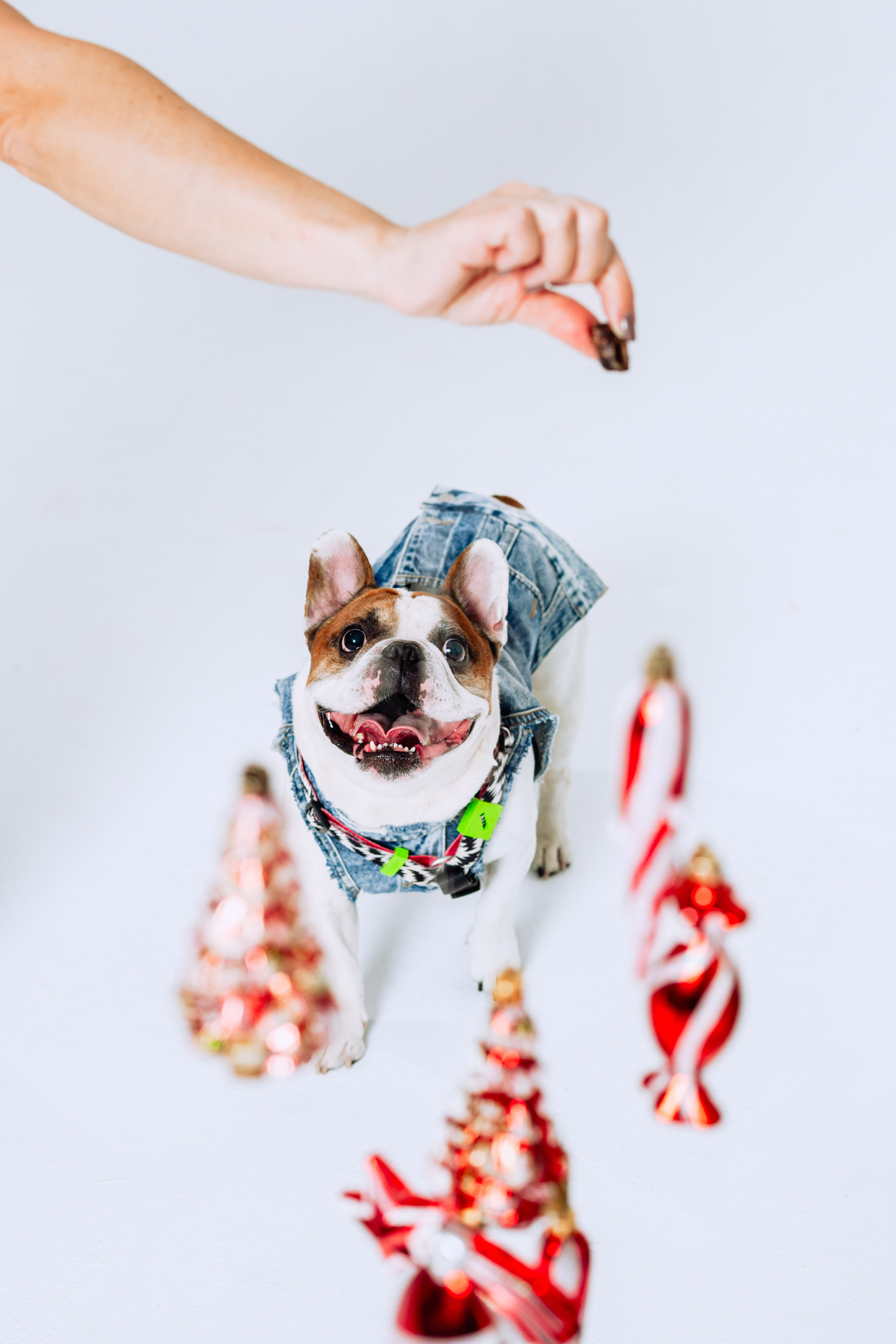 Бульвстреча 2025. Фотограф-анималист Татьяна Степанова