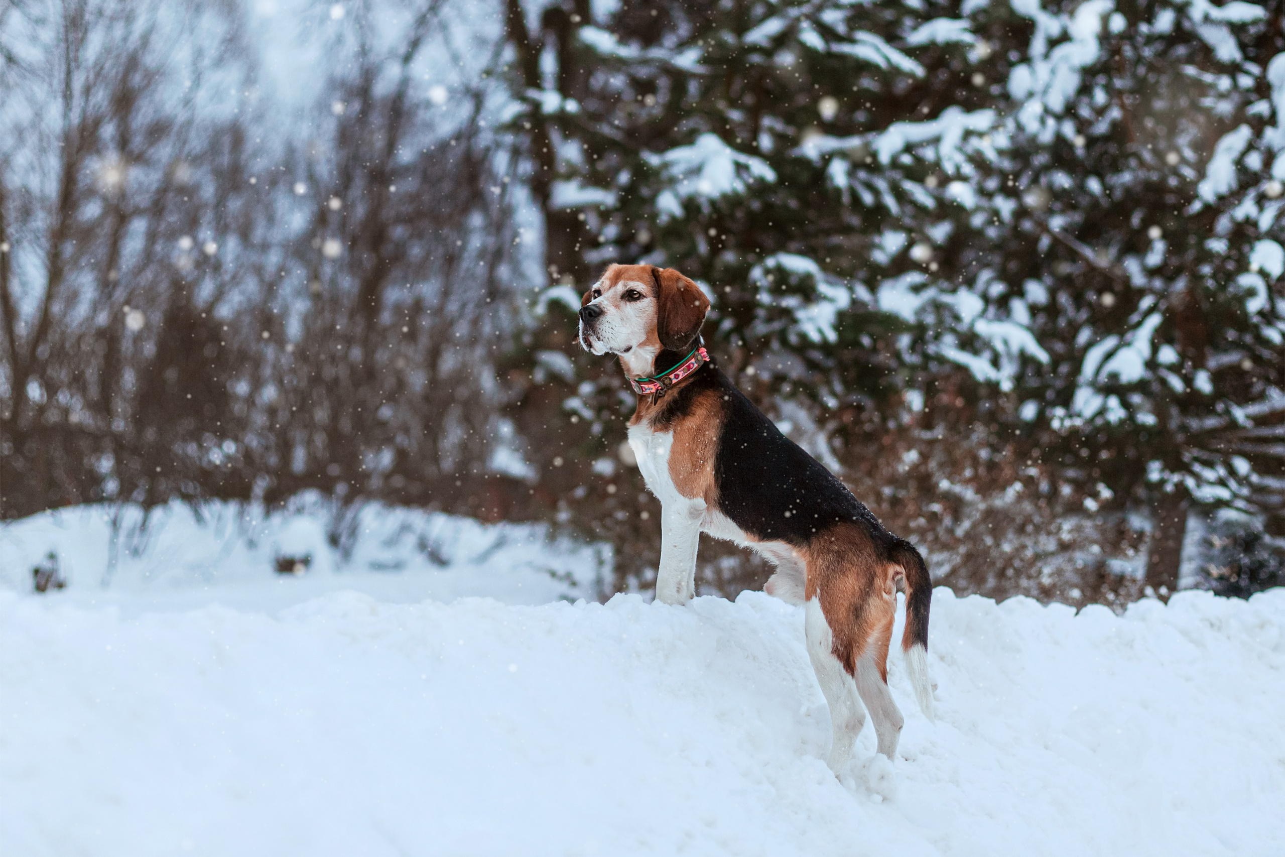 Дом для Биглей 2023. Фотограф-анималист Татьяна Степанова