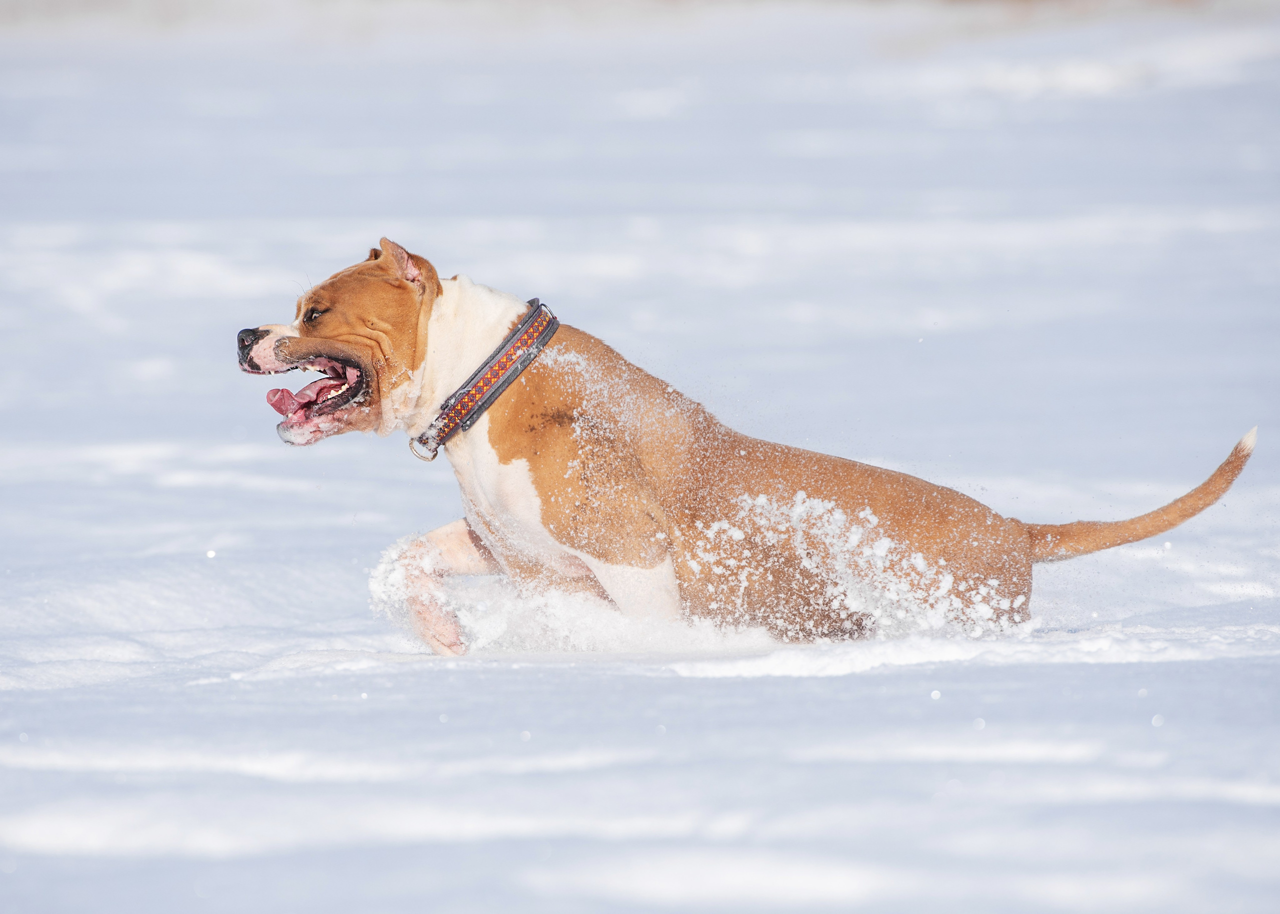 Булли. Дог-фотограф в Тюмени Александра Королева