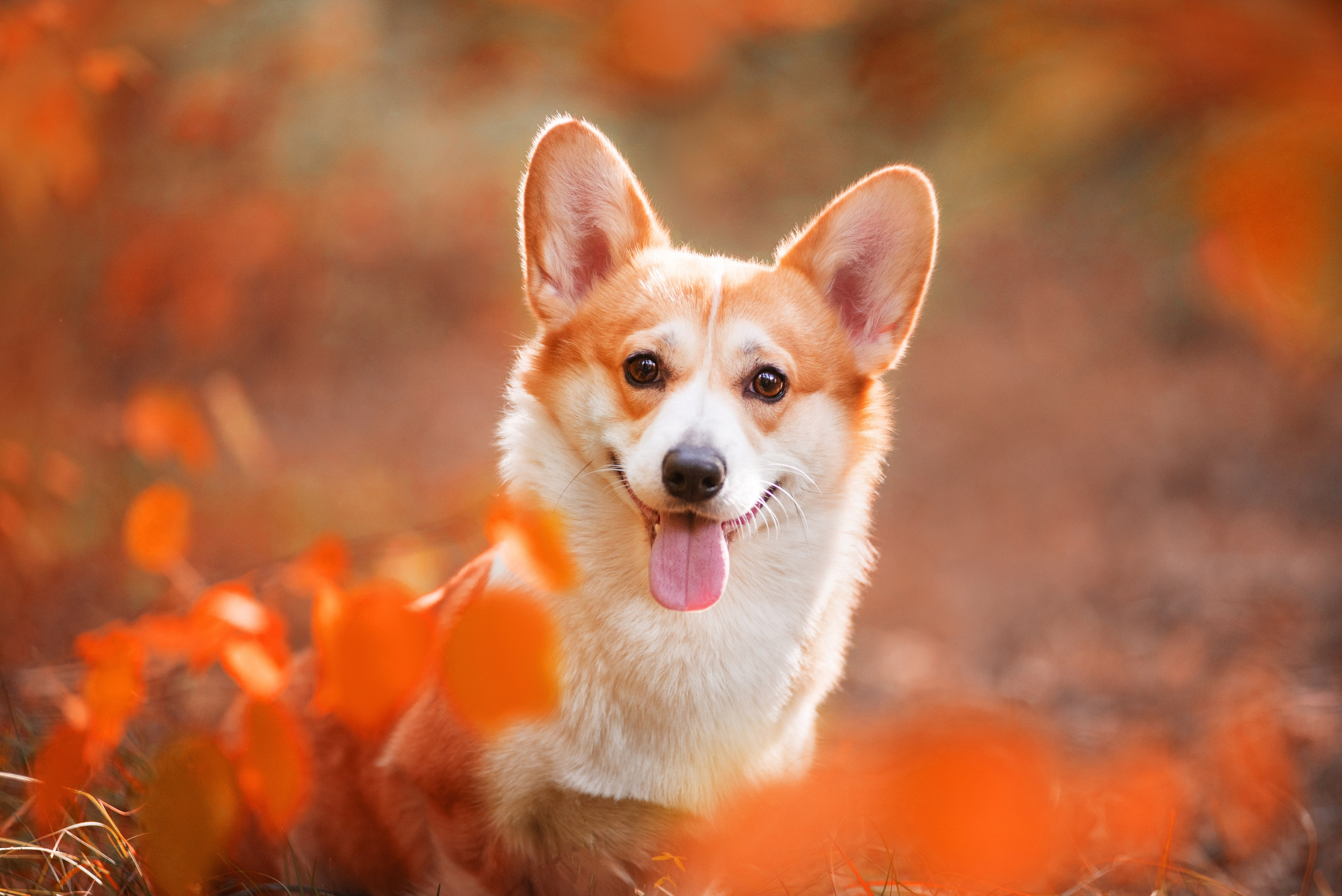 Осень с рыжими собаками. Дог-фотограф в Тюмени Александра Королева