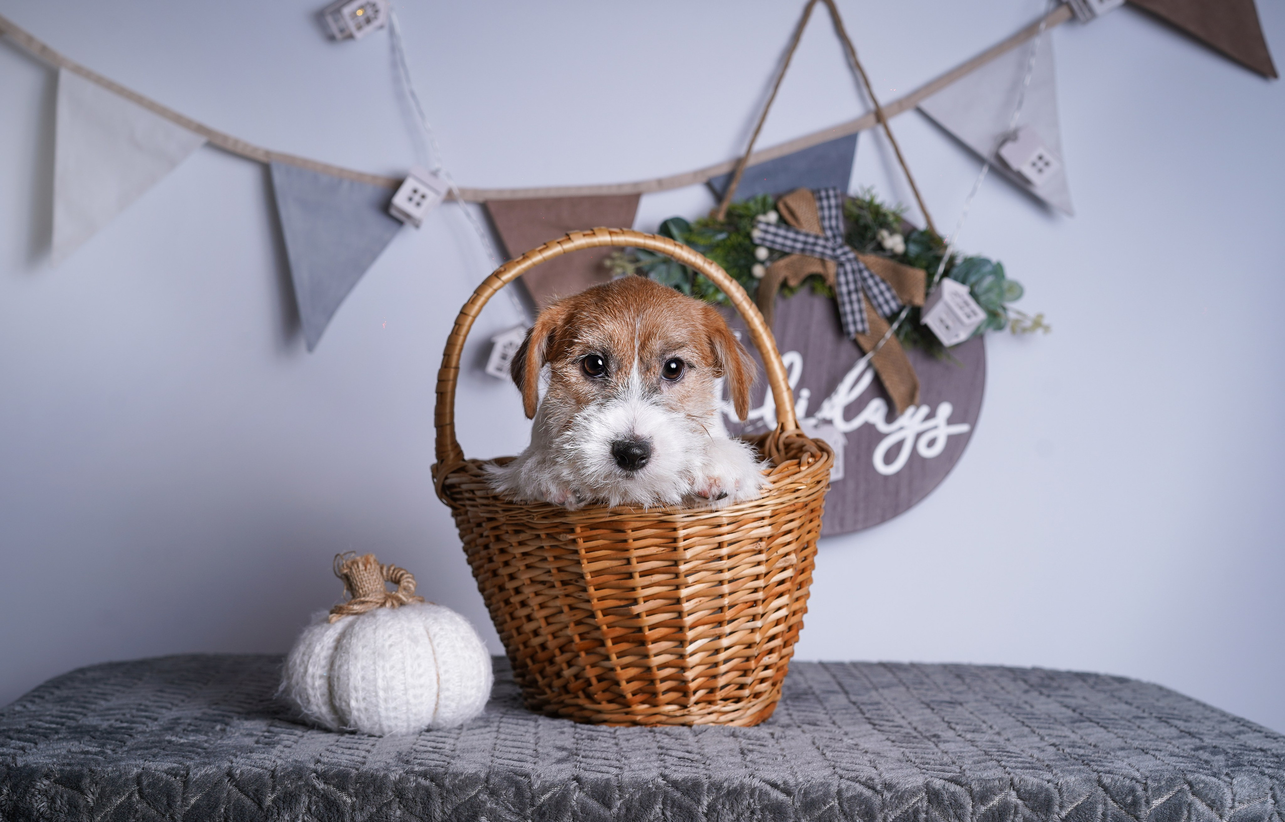 Щенки дрт. Фотограф-анималист в Санкт-Петербурге Яна Мартынова