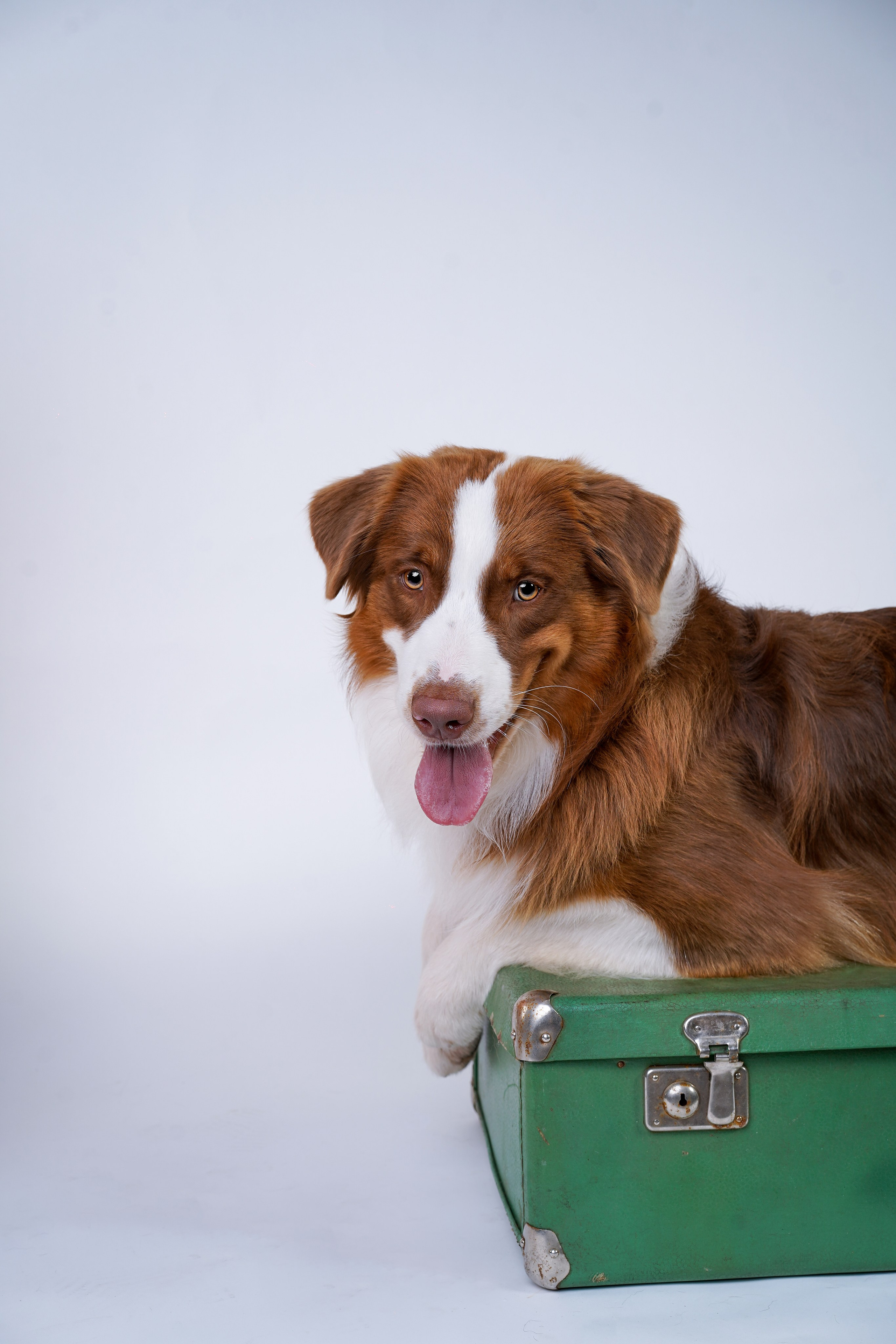 Ксюша, сиба Тэффи и австралийцы Арчи и Нэо. Фотограф-анималист в Санкт-Петербурге Яна Мартынова