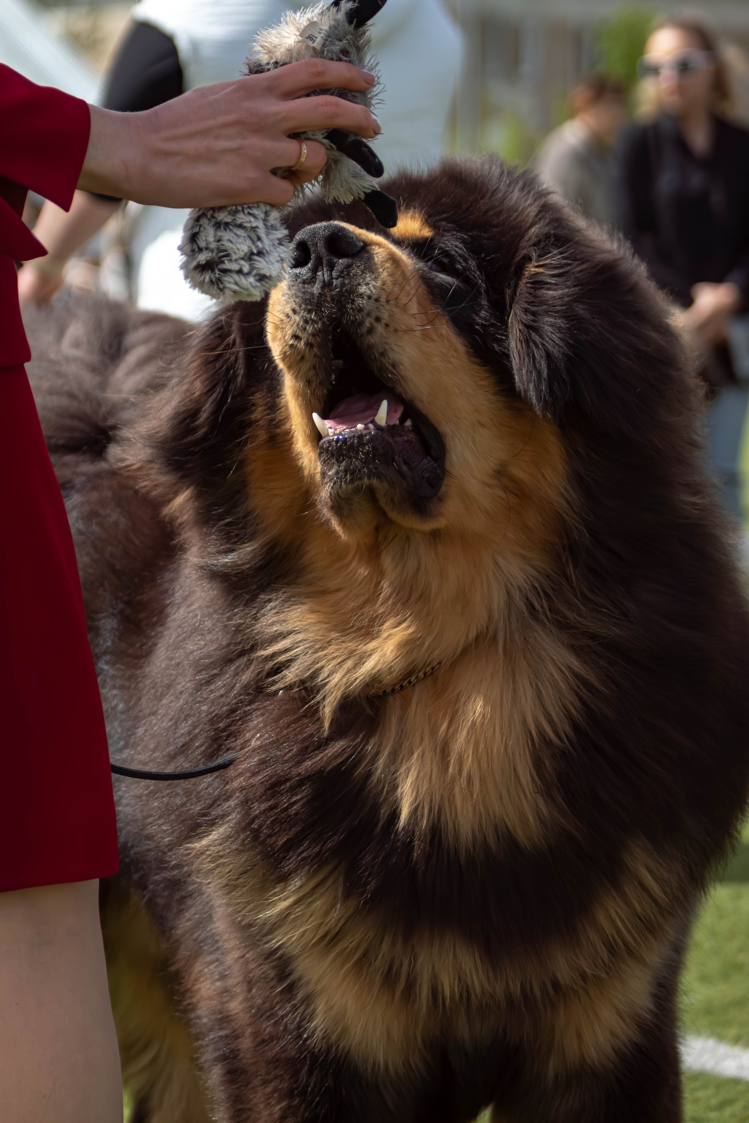 Тибетский мастиф фото