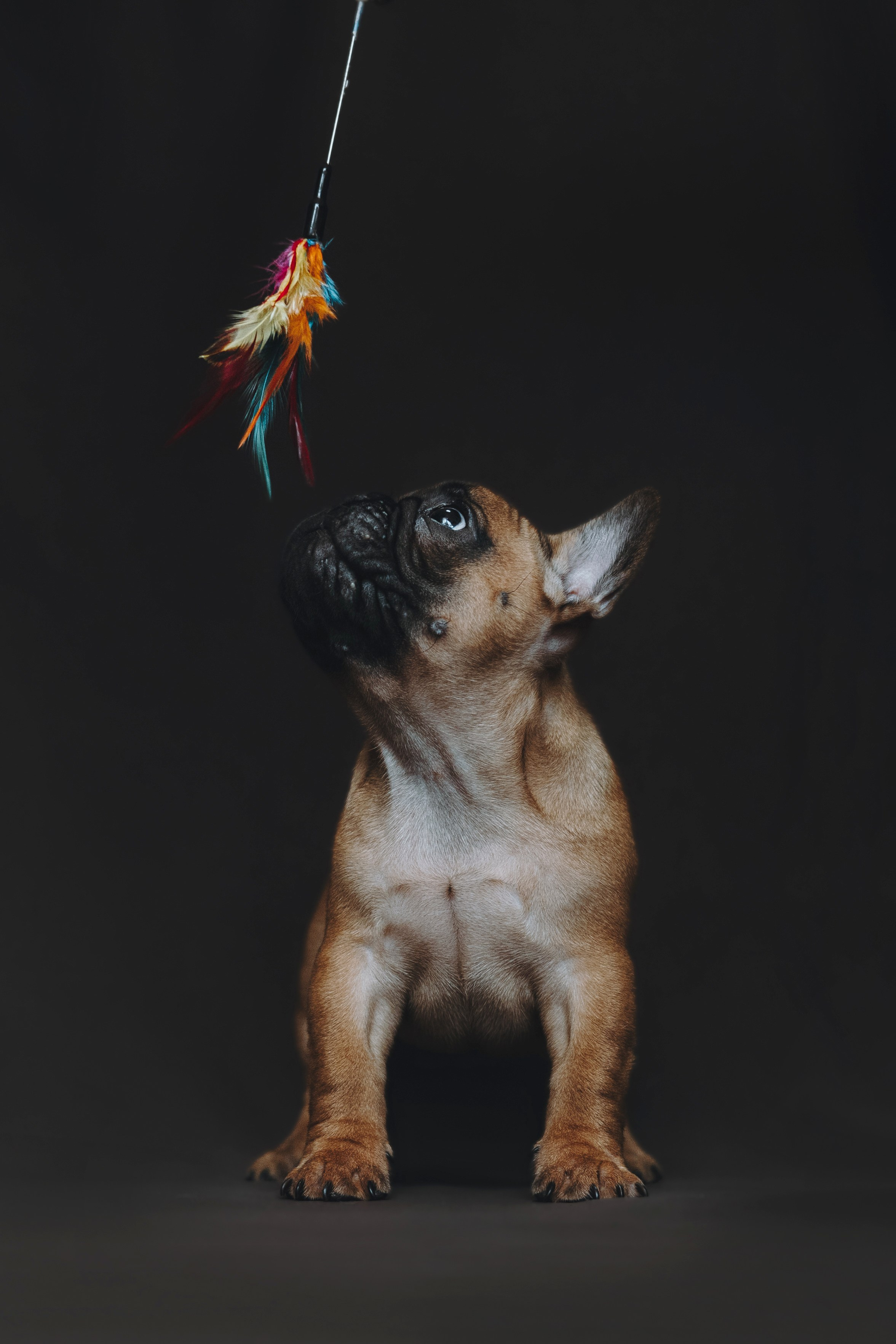 Щеночки. Фотограф — анималист Владивосток, Алина