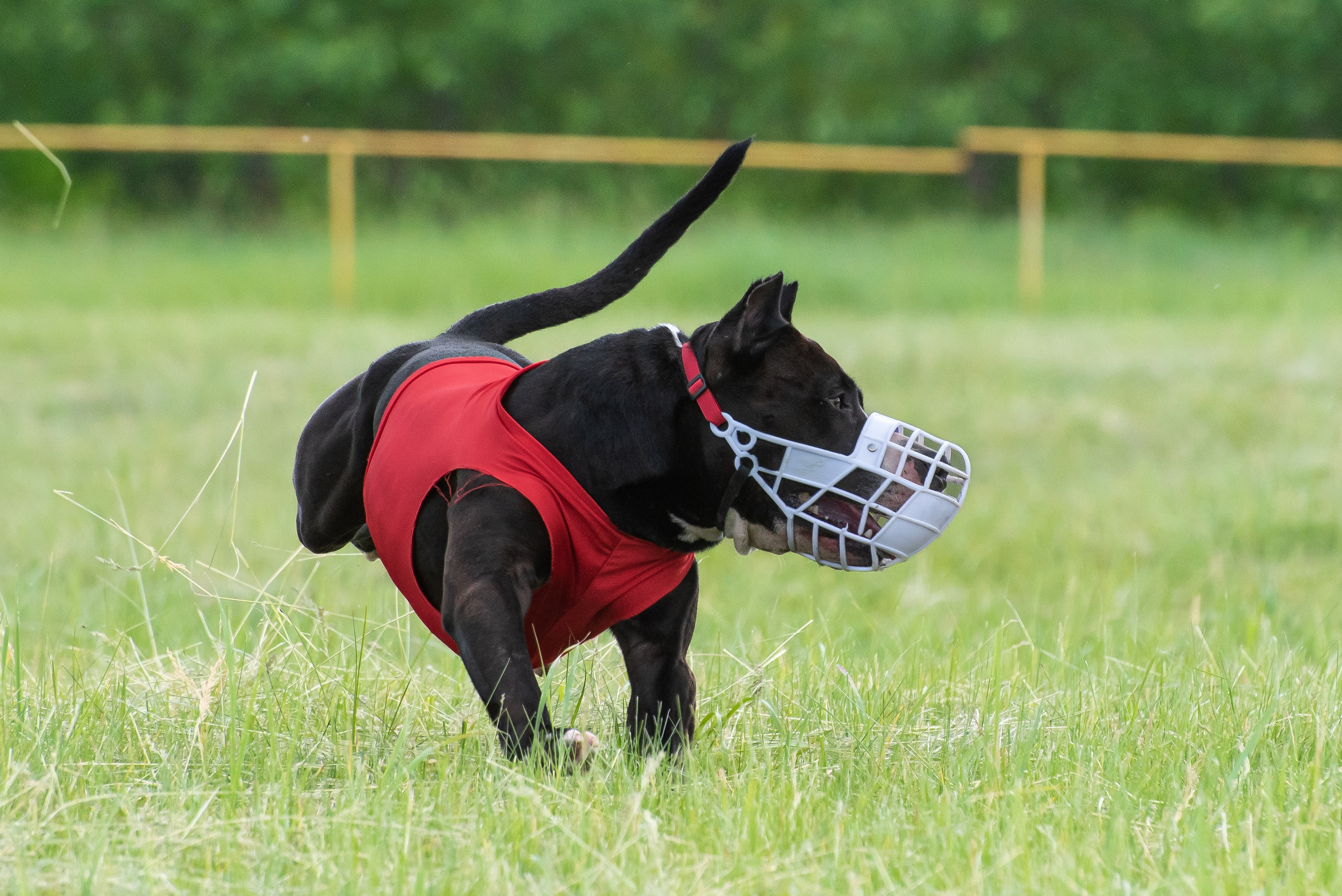 Спортивный фотограф анималист курсинг. Фотограф Макс Огурцов в Нижнем Новгороде