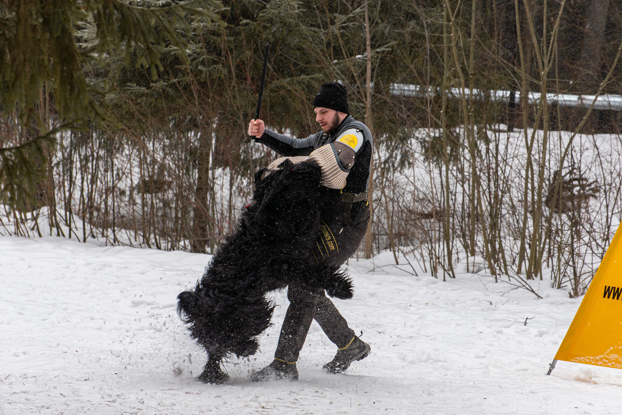 Фотосъёмка с собаками в Кинологическом лагере. Фотограф Макс Огурцов в Нижнем Новгороде