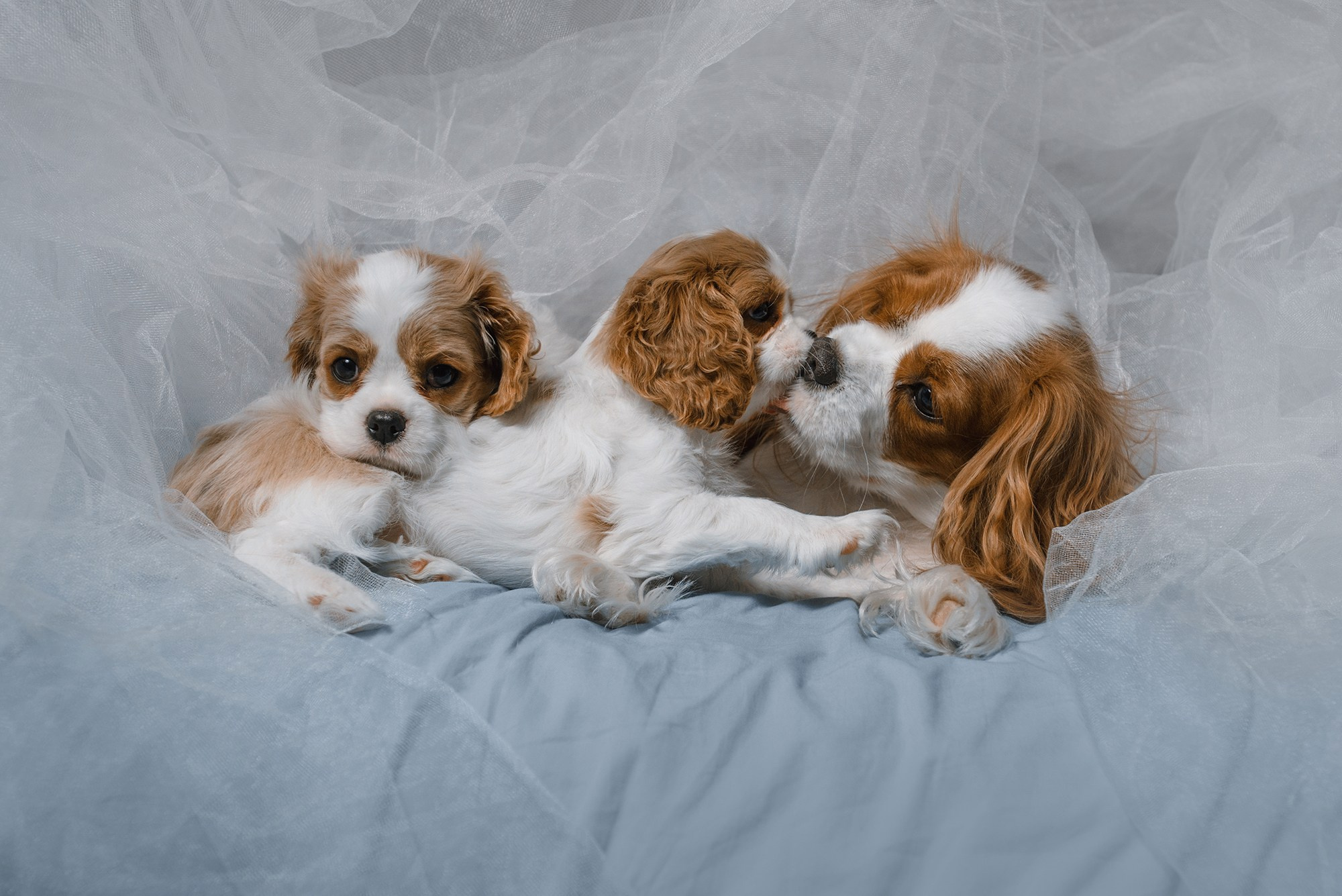 Щенки. Фотограф Анна Тюрина