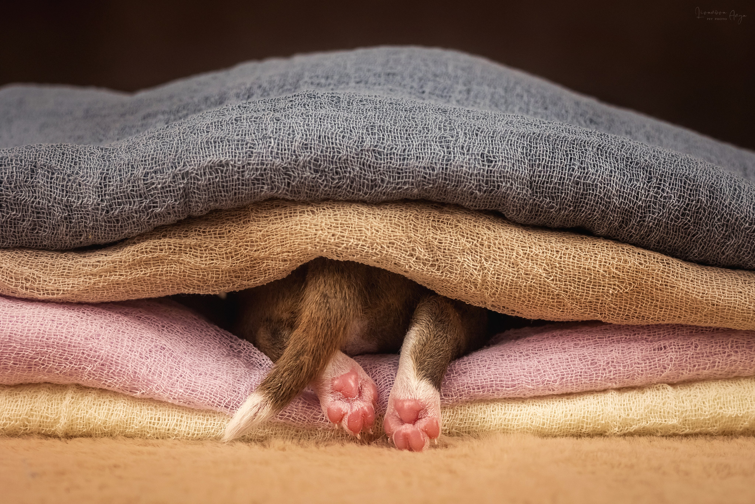 Басеньки. Фотограф анималист Аня Ливанова | Рыбинск