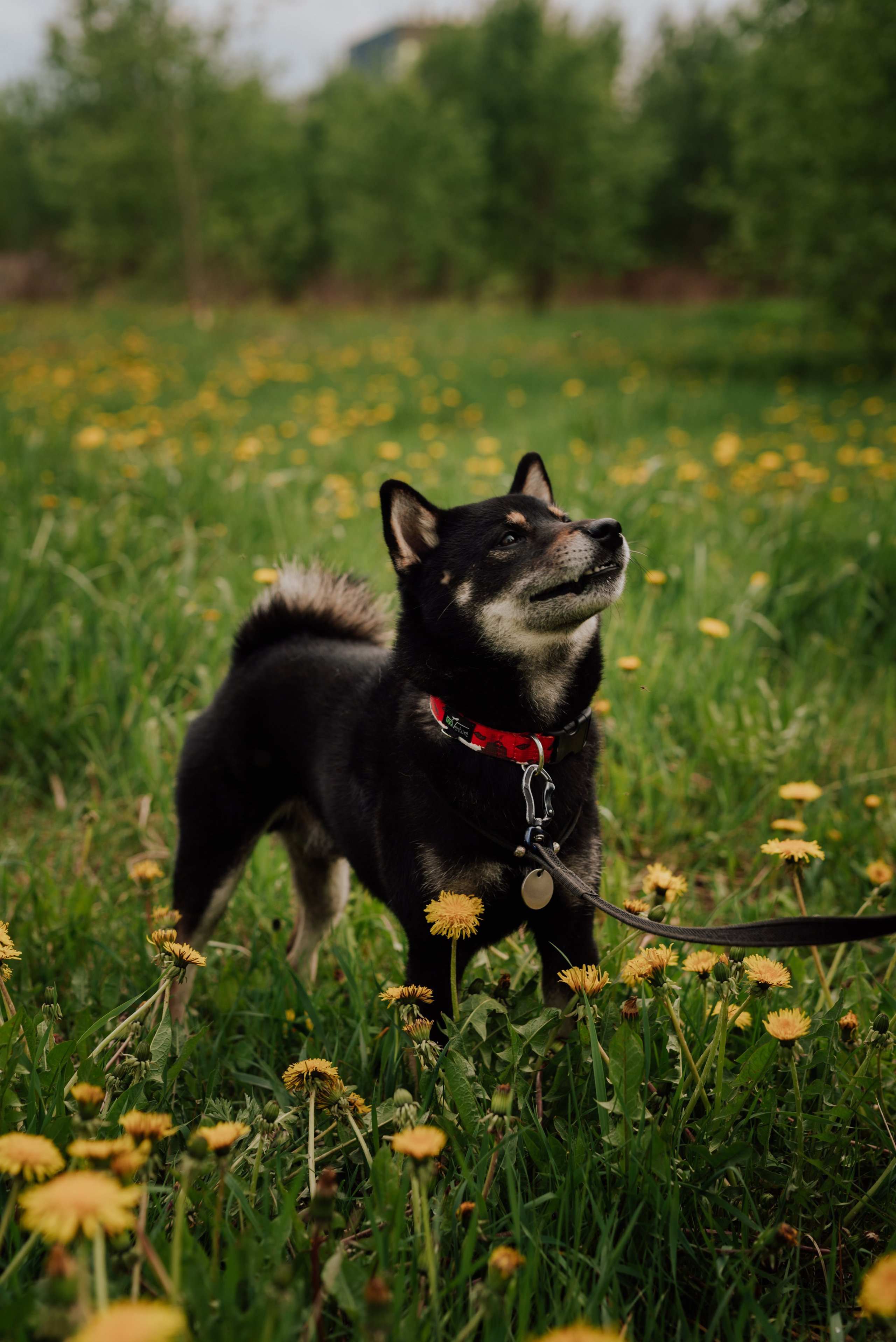 Фотовыходные с питомцами Мурино. Фотограф в Санкт-Петербурге и Ленинградской области