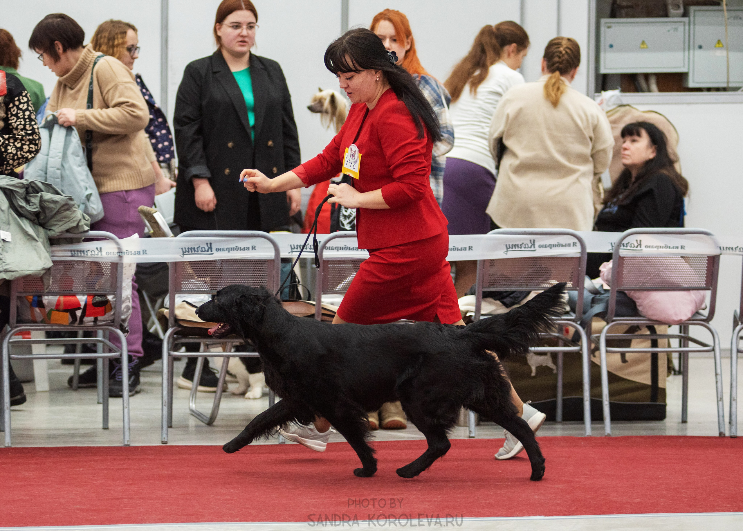 Выставка собак тюмень 14.01.2023. Дог-фотограф в Тюмени Александра Королева