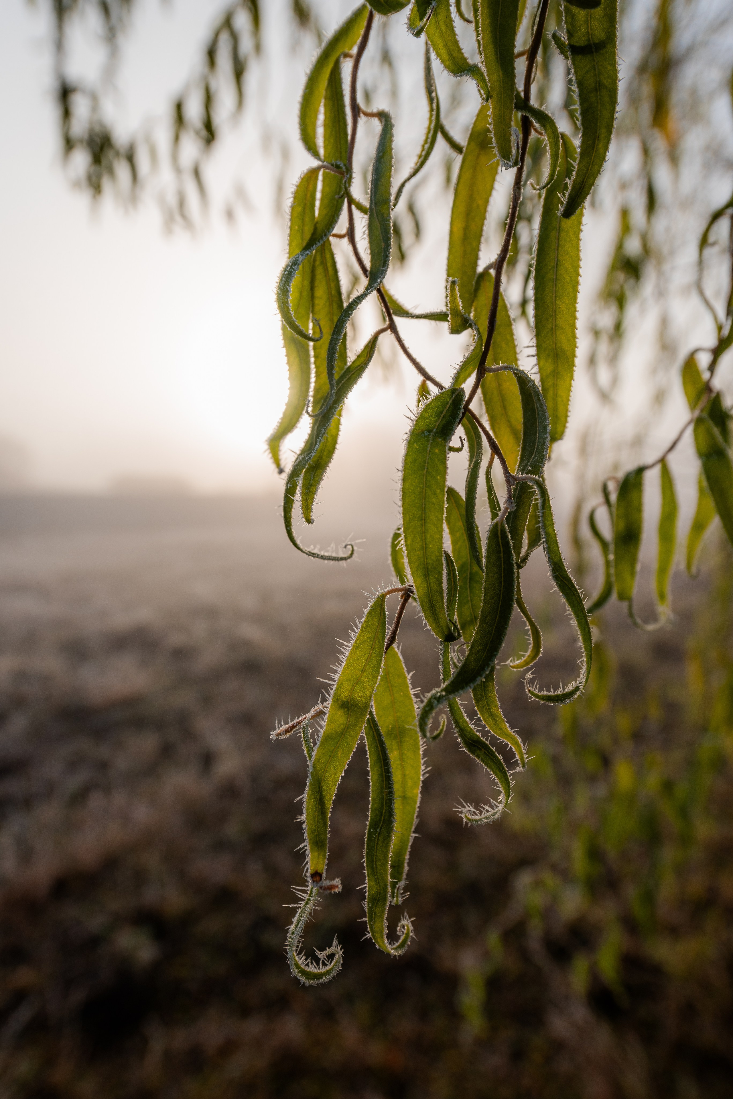 Фотографии утреннего тумана под Волжским. Фотограф в Волгограде и Волжском Александр Горбань