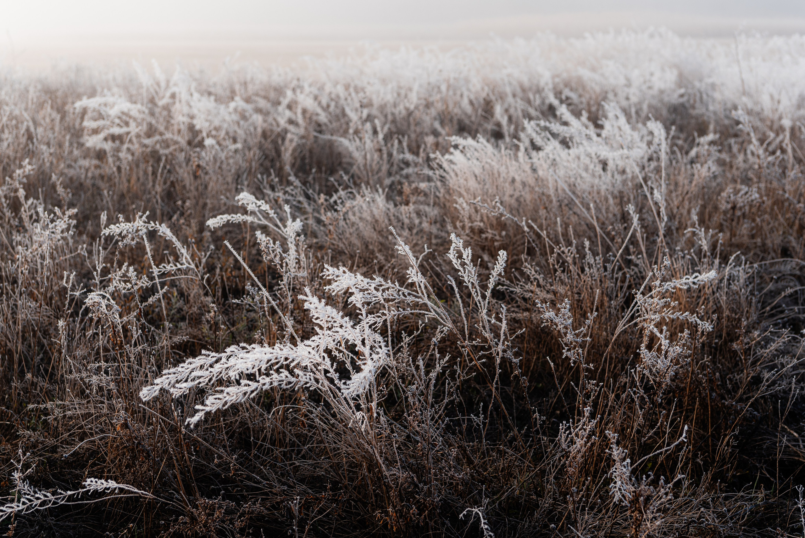 Фотографии утреннего тумана под Волжским. Фотограф в Волгограде и Волжском Александр Горбань
