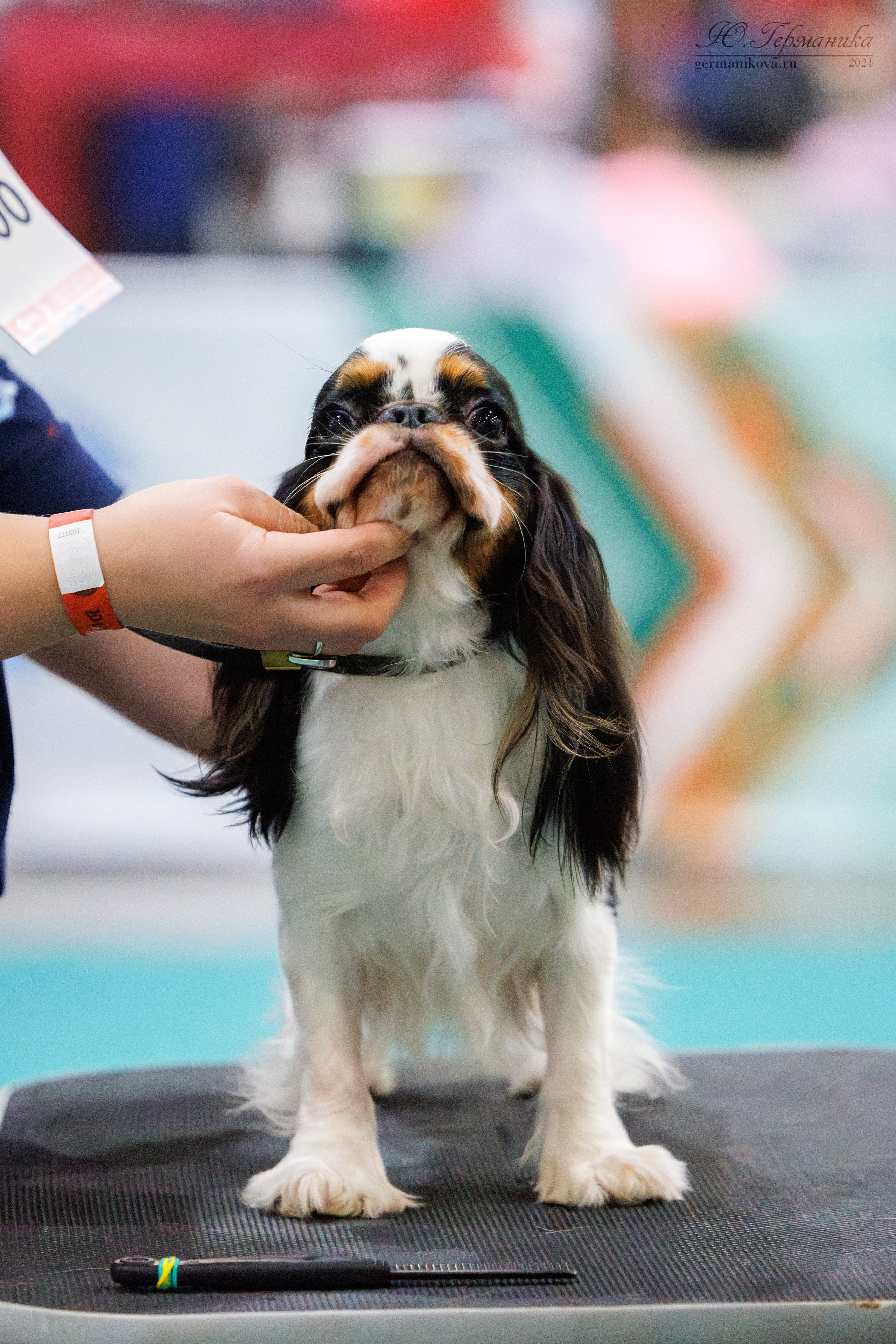 Евразия 16-17.11.2024. Фотограф-анималист Юлия Германика