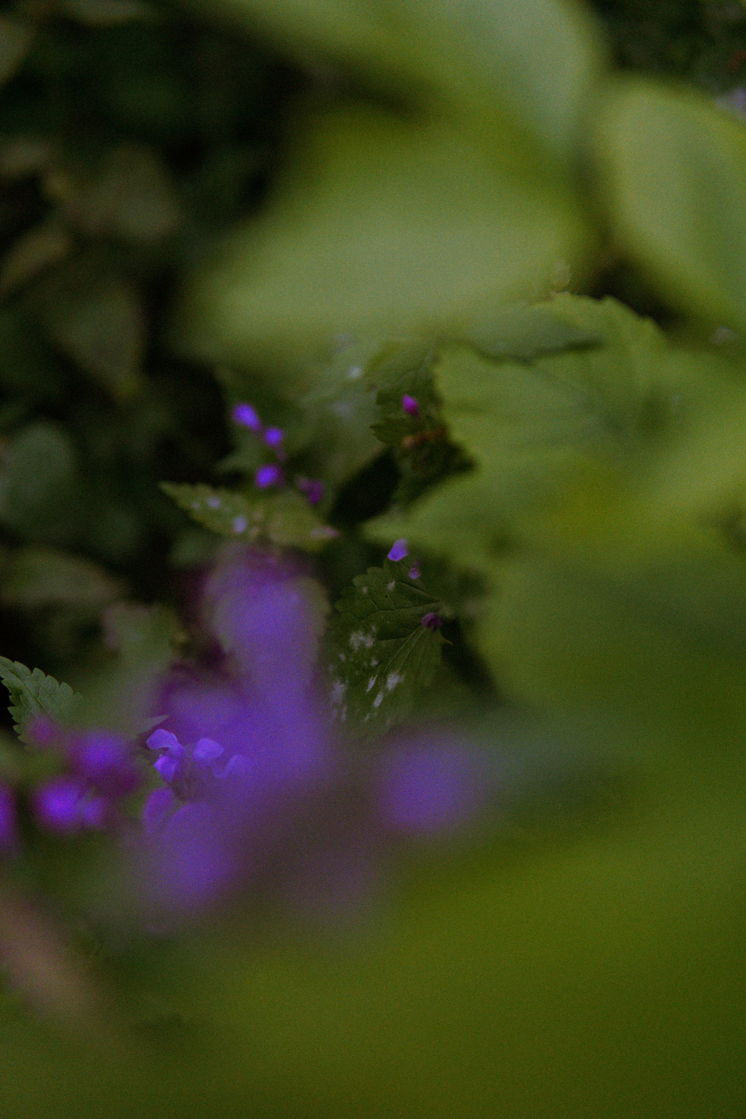 Фотосессия в лесу. Фотограф в Ростове-на-Дону Марина Мальцева