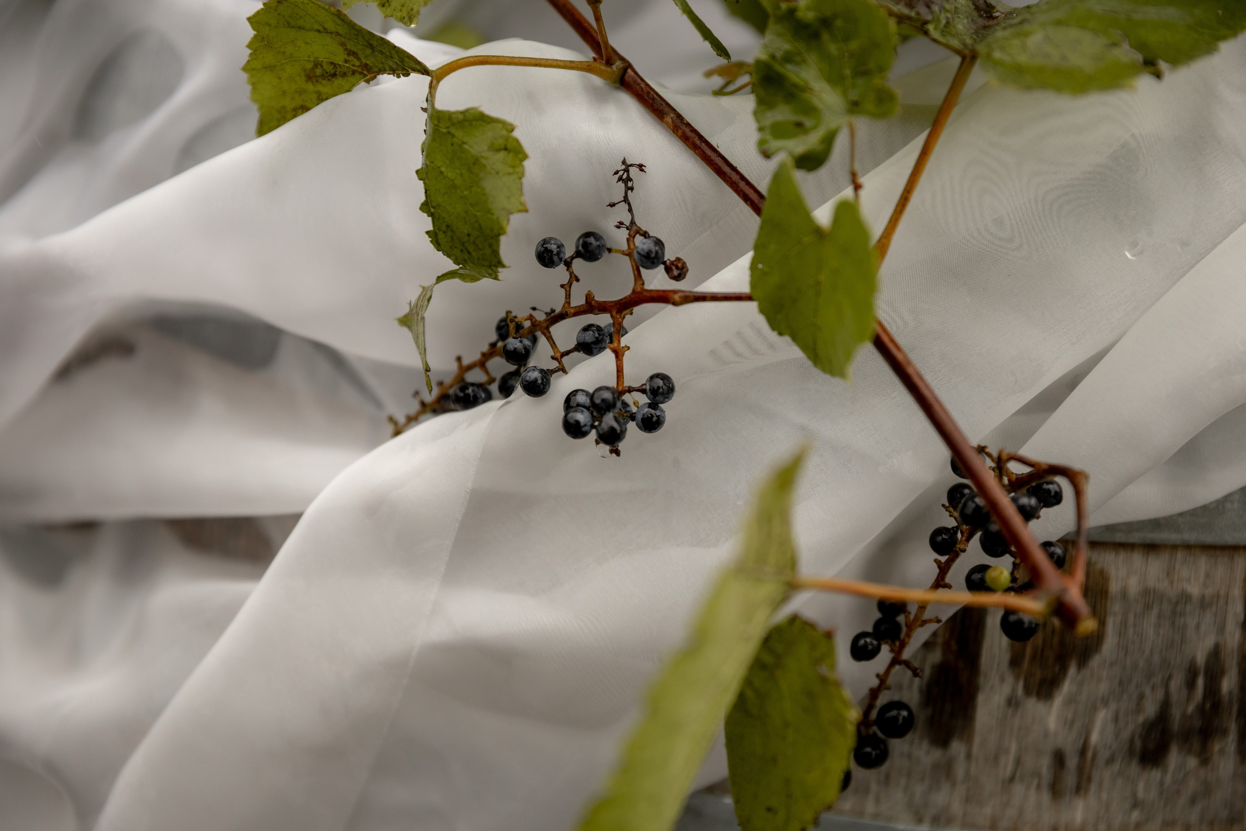 Роман и Анастасия 16/09/2024. Свадебный и семейный фотограф в Севастополе и в Крыму Анастасия Корчак
