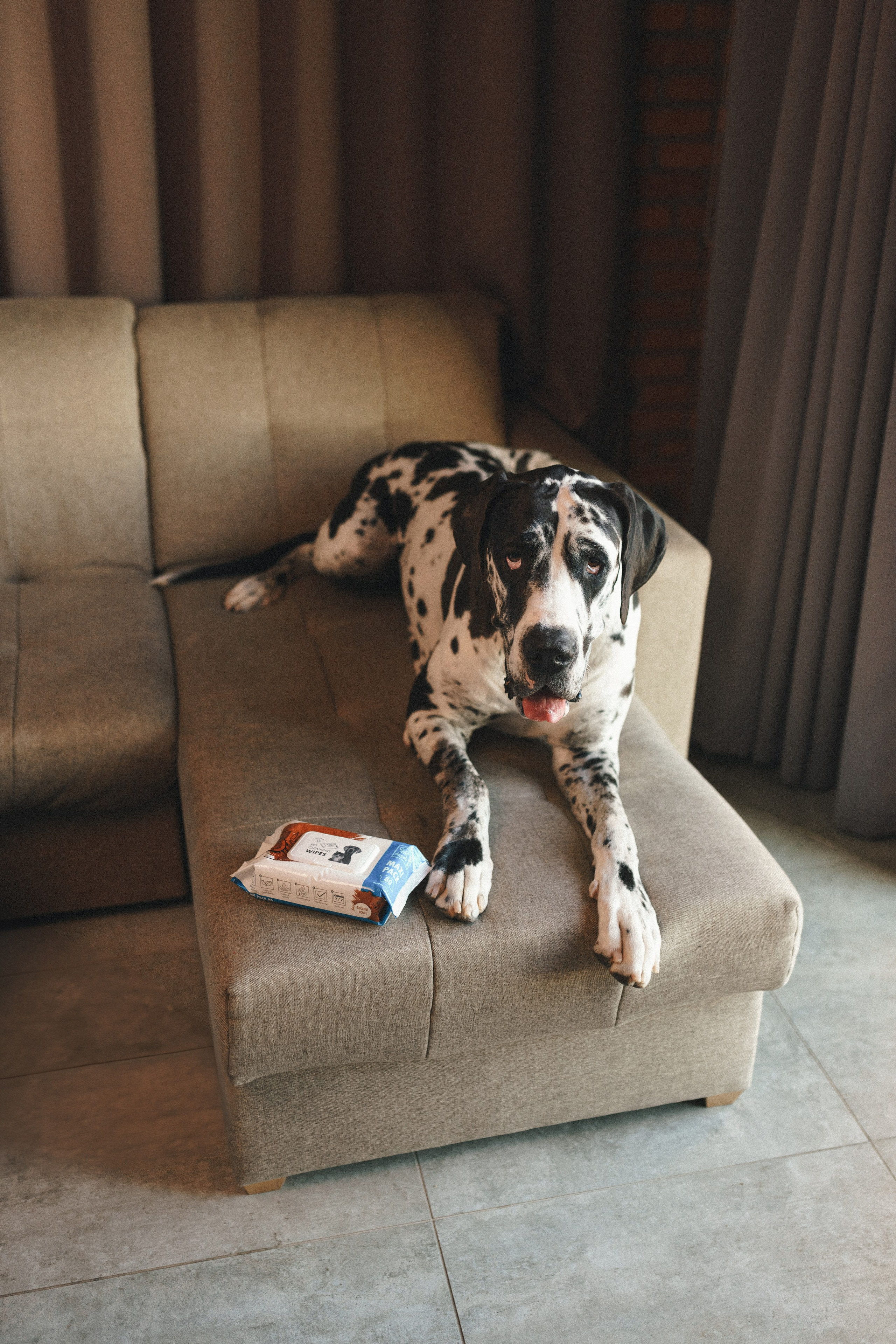 M-Pets. Фотограф анималист Осипчикова Мария