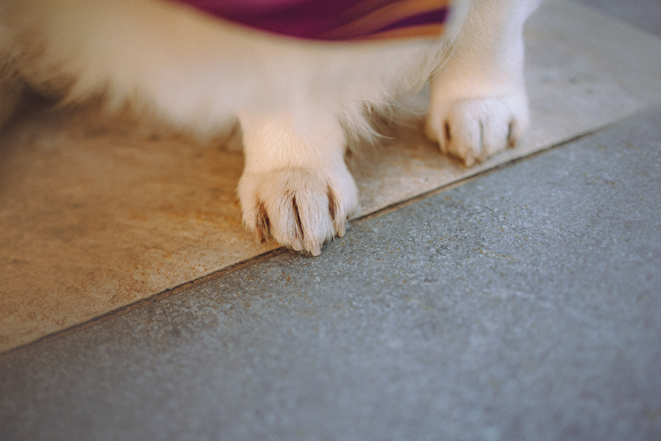 Вика и Мейзи