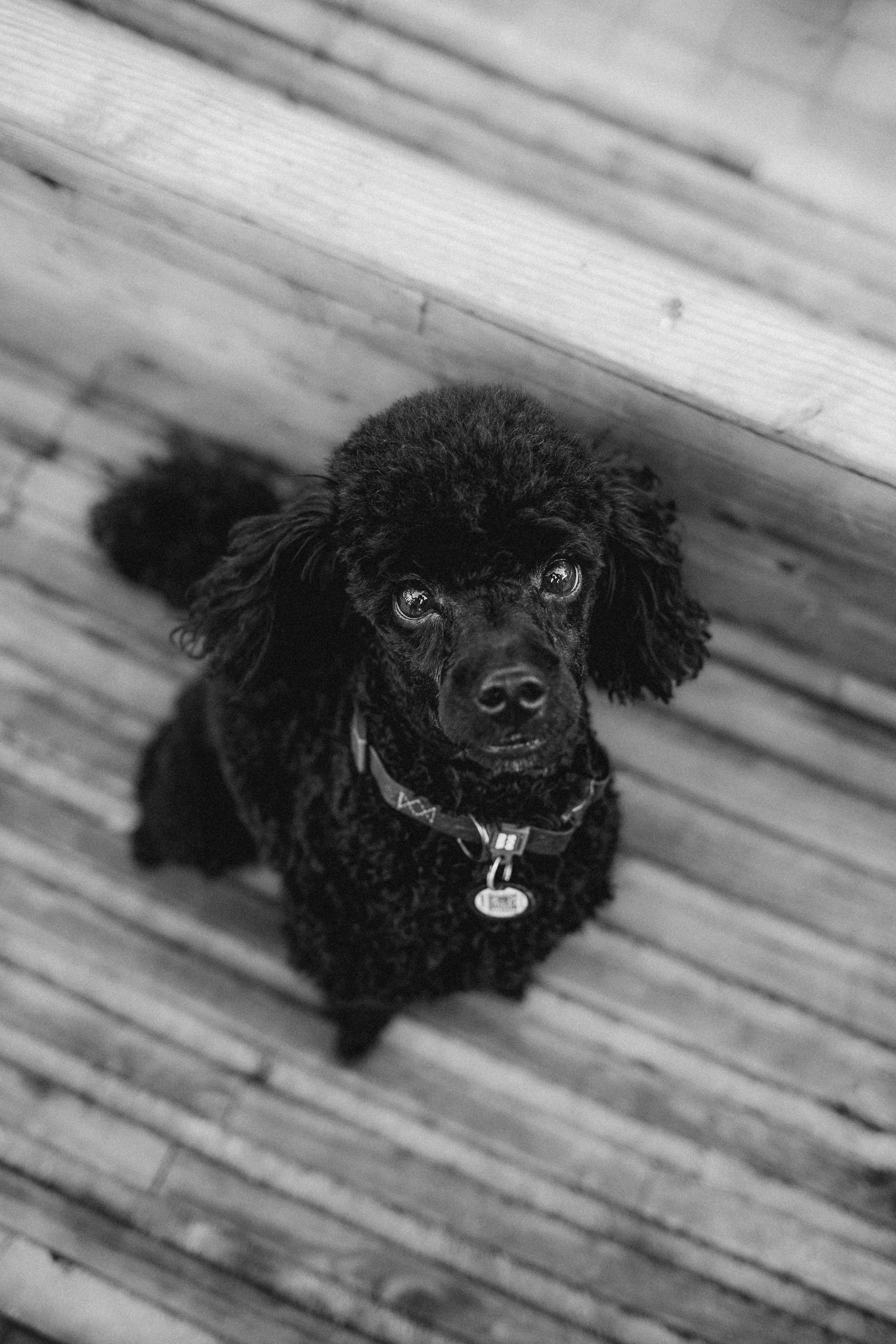 Игнат, Даша и Бэтти