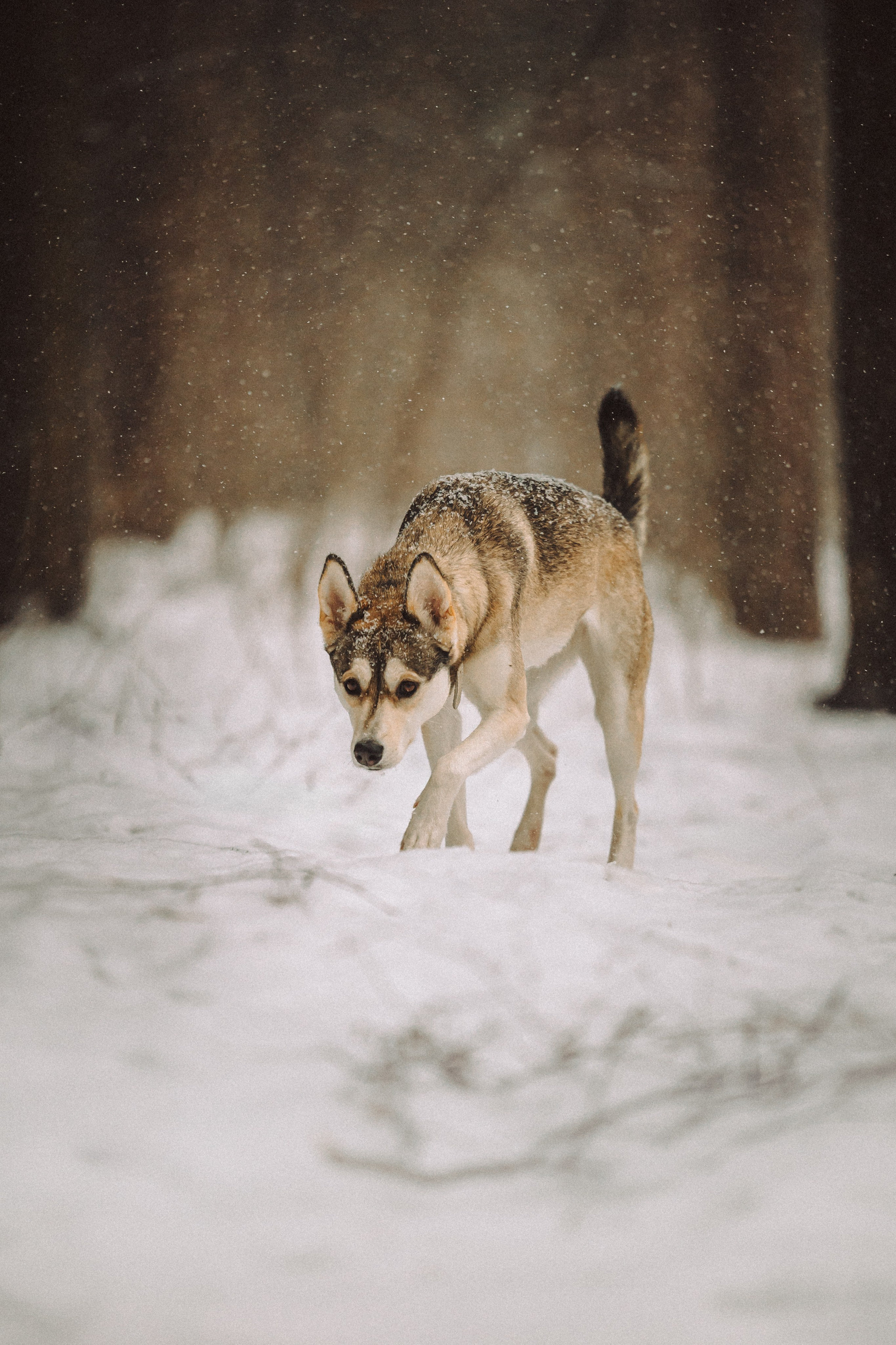 Аня и Рокси