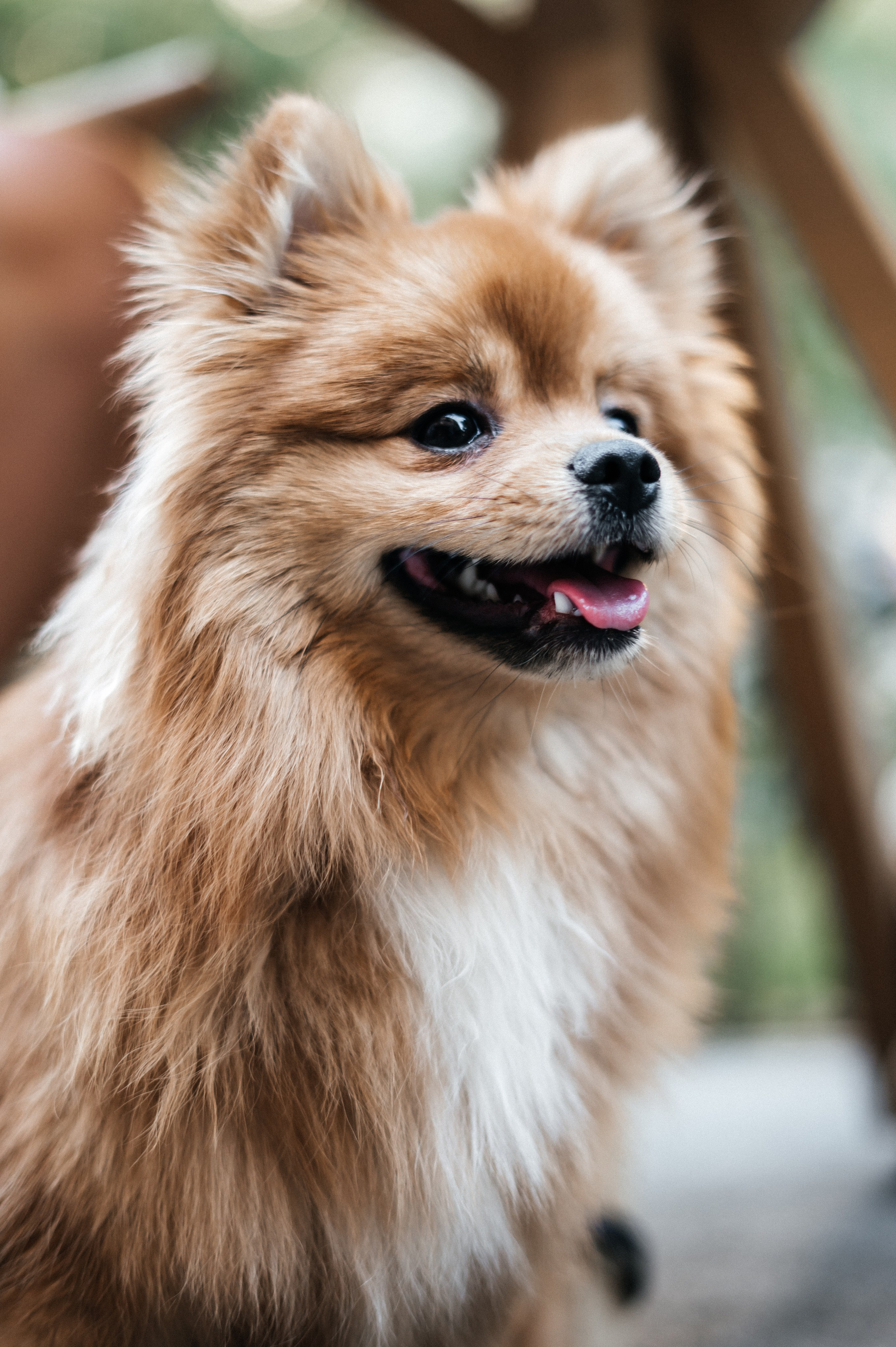 Yana and Percy. Фотограф Волгоград