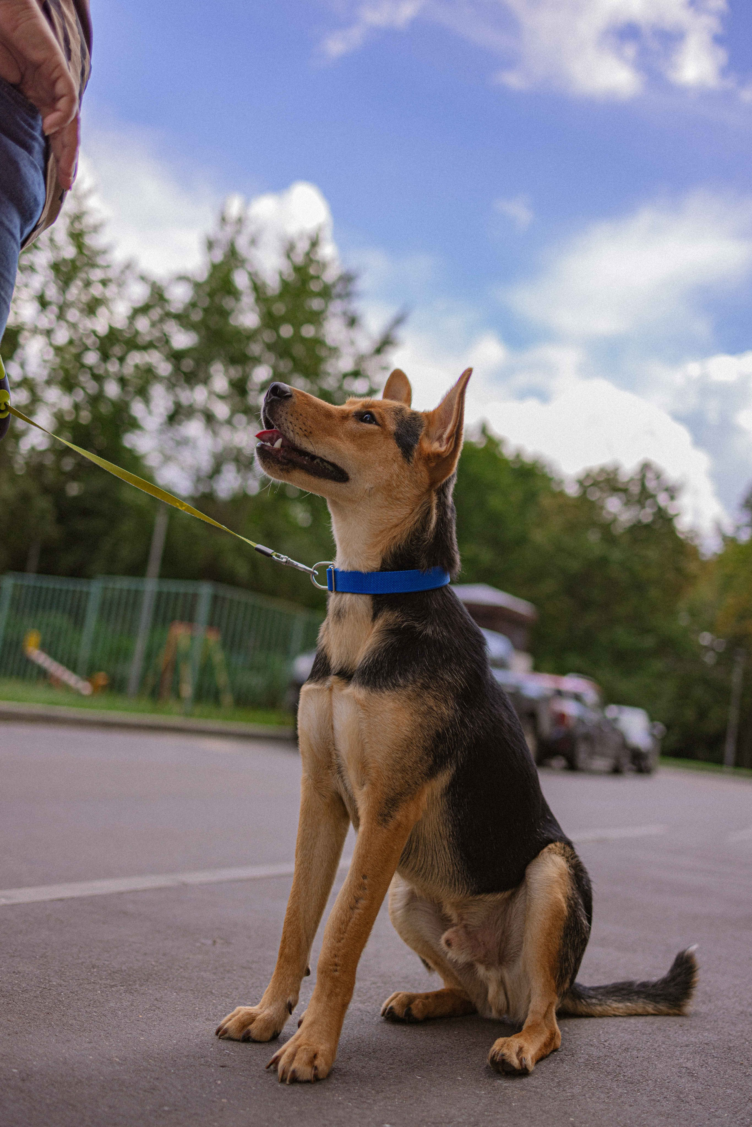 Джеки. Фотограф-анималист в Москве Лера Черноног