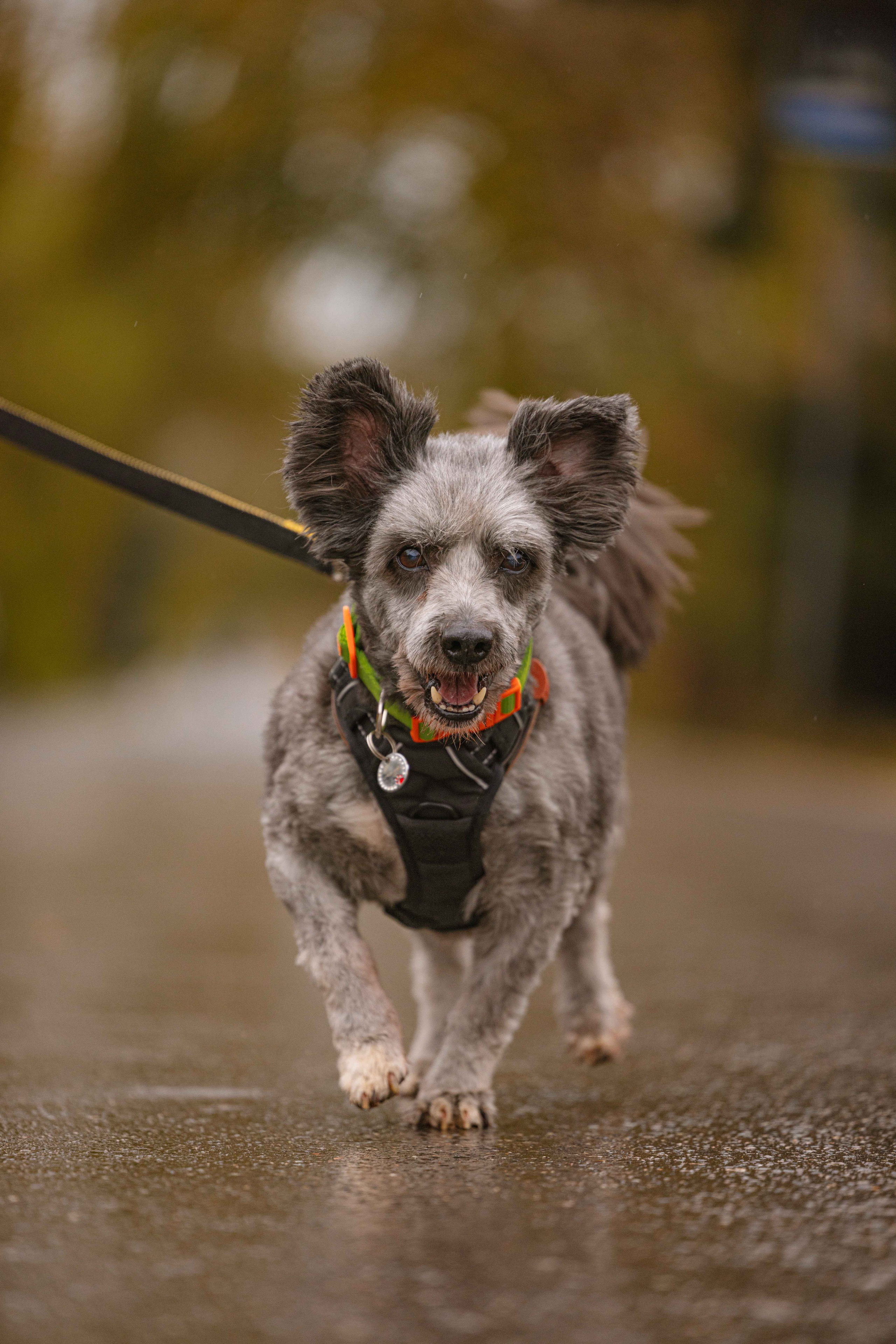 Передержка. Фотограф-анималист в Москве Лера Черноног