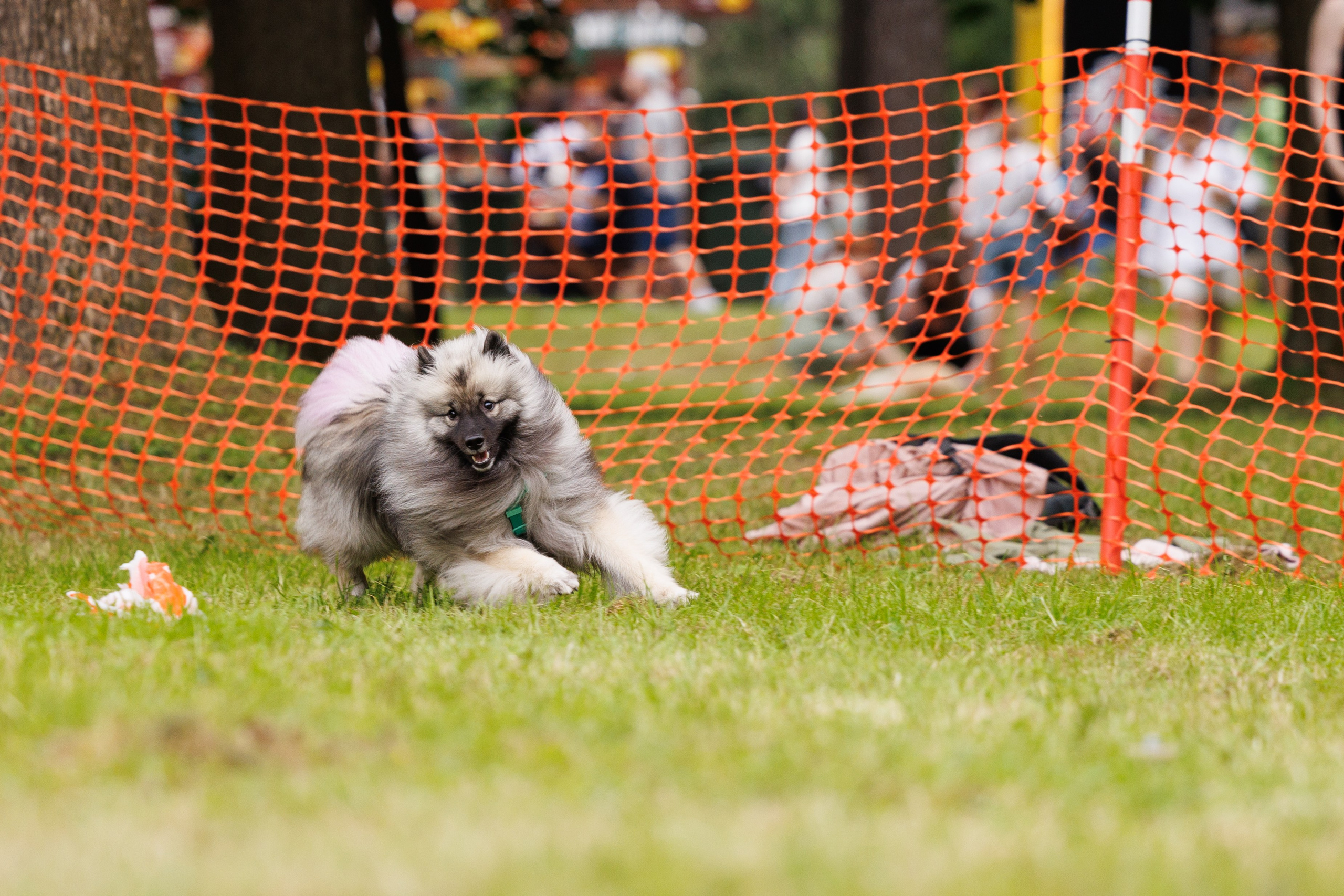 PetShopDays2026. Фотограф Александр Заломаев