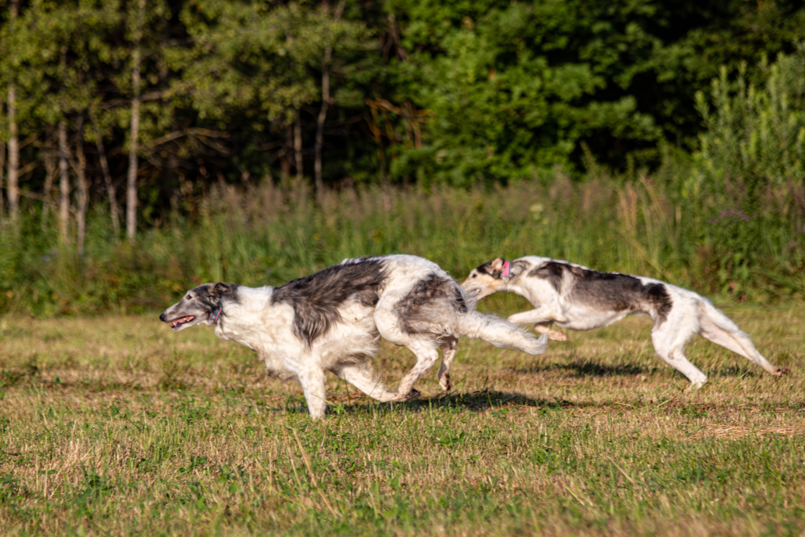 Курсинг. Фотограф анималист — Тула, Москва