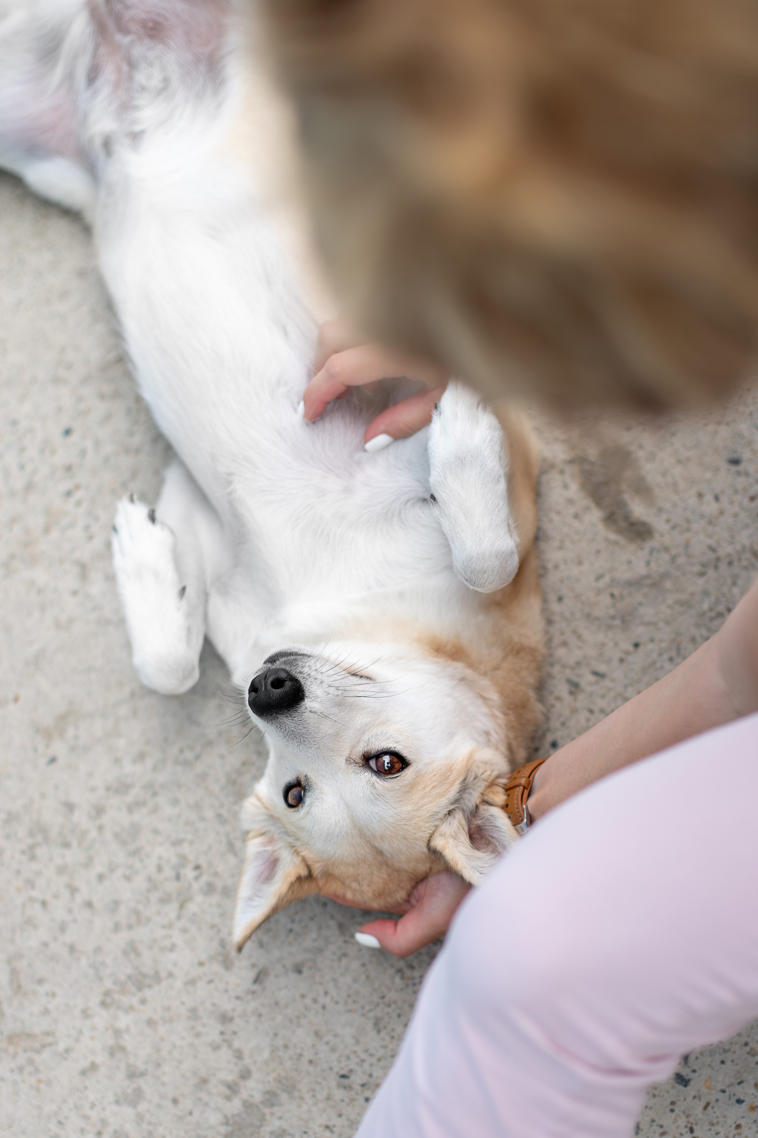 Мини-приют «Возрождение». Ирина Голомб|Фотограф-анималист в  Сочи и Калининграде