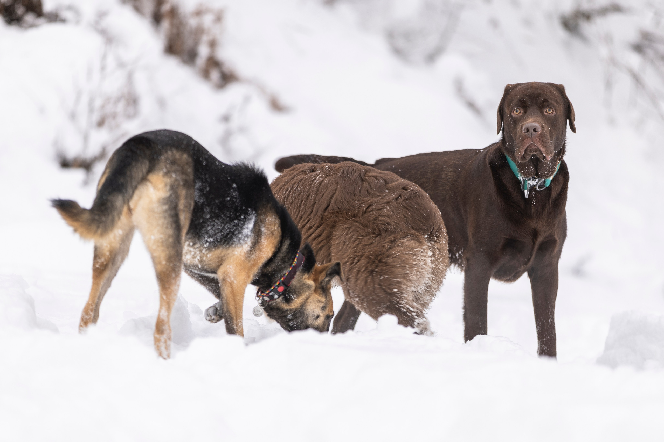Догтуса Тропа Ефремова. Ирина Голомб|Фотограф-анималист в  Сочи и Калининграде