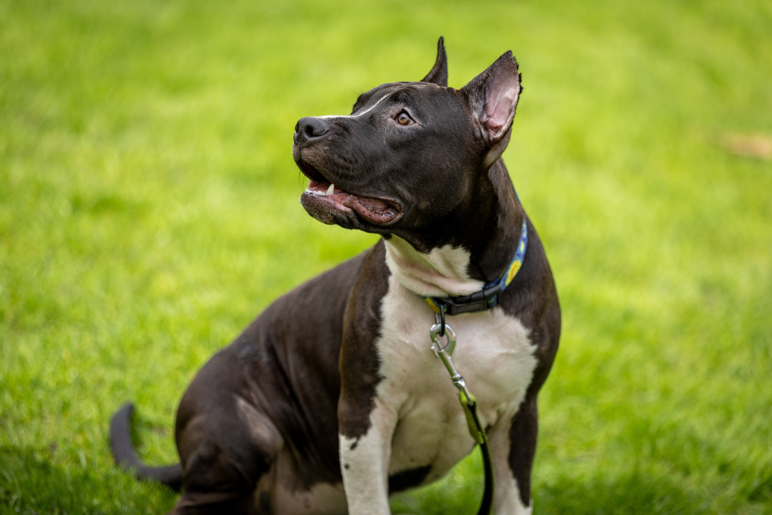 Афина и Мора, Стаффорды. Ирина Голомб|Фотограф-анималист в  Сочи и Калининграде