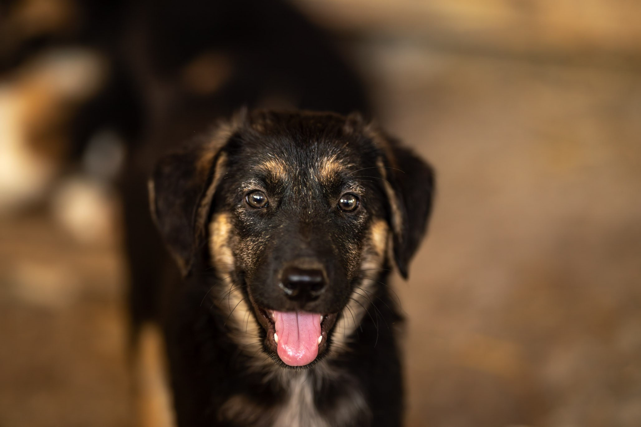 Приют Бим. Ирина Голомб|Фотограф-анималист в  Сочи и Калининграде