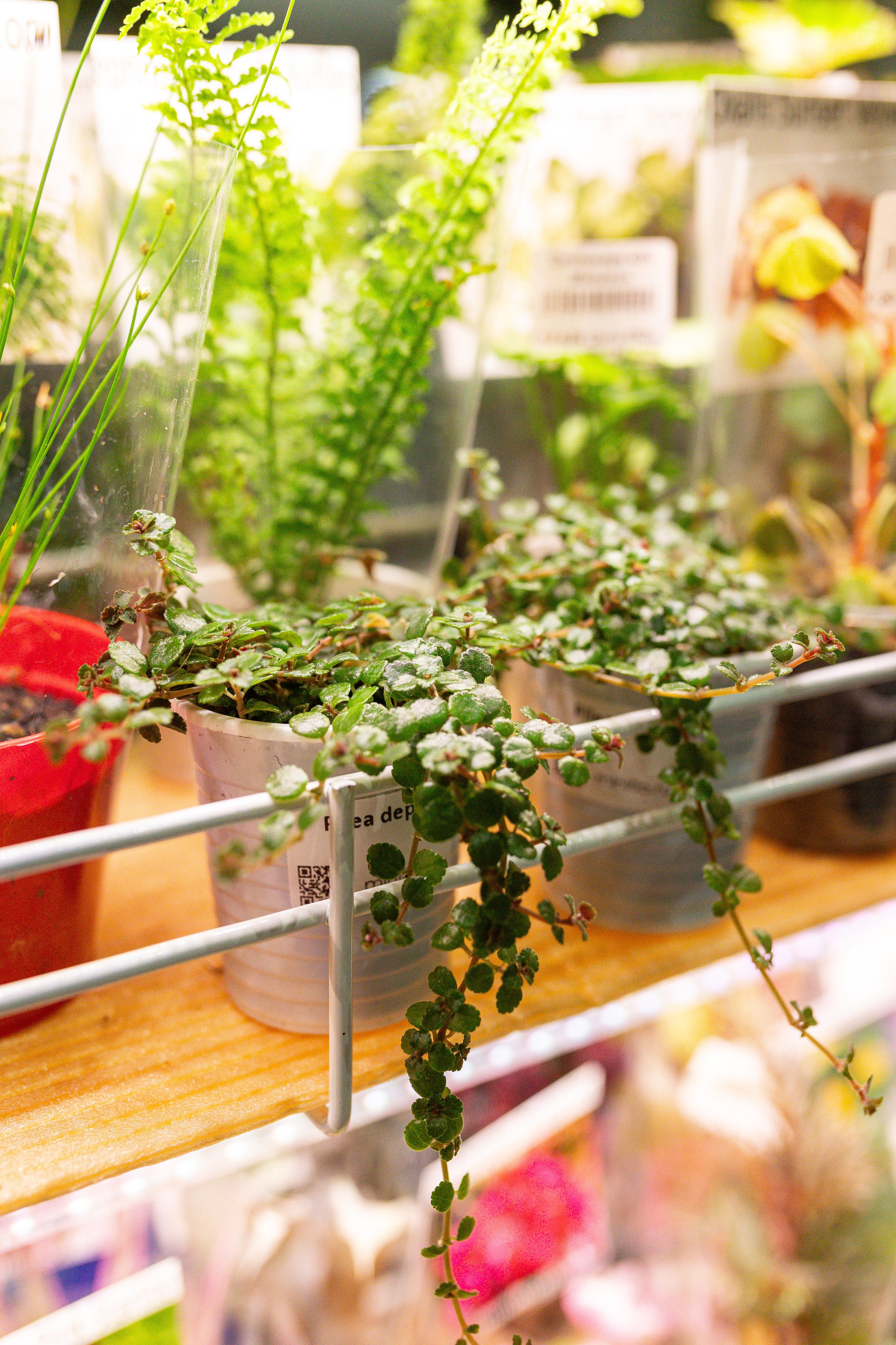 Монстериум 11–12 октября. Александра Куликова фотограф, Москва