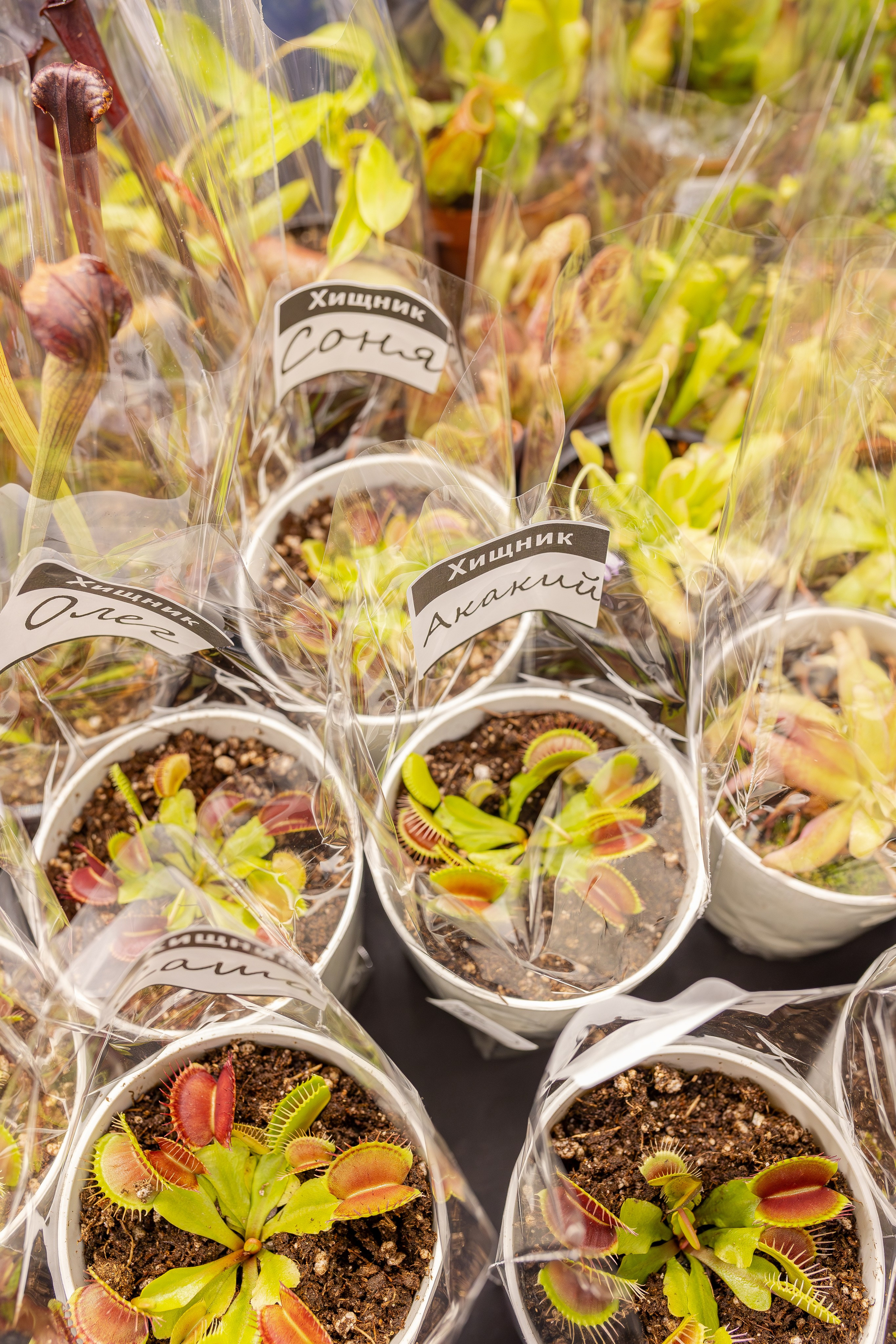 Монстериум апрель 2026. Александра Куликова фотограф, Москва