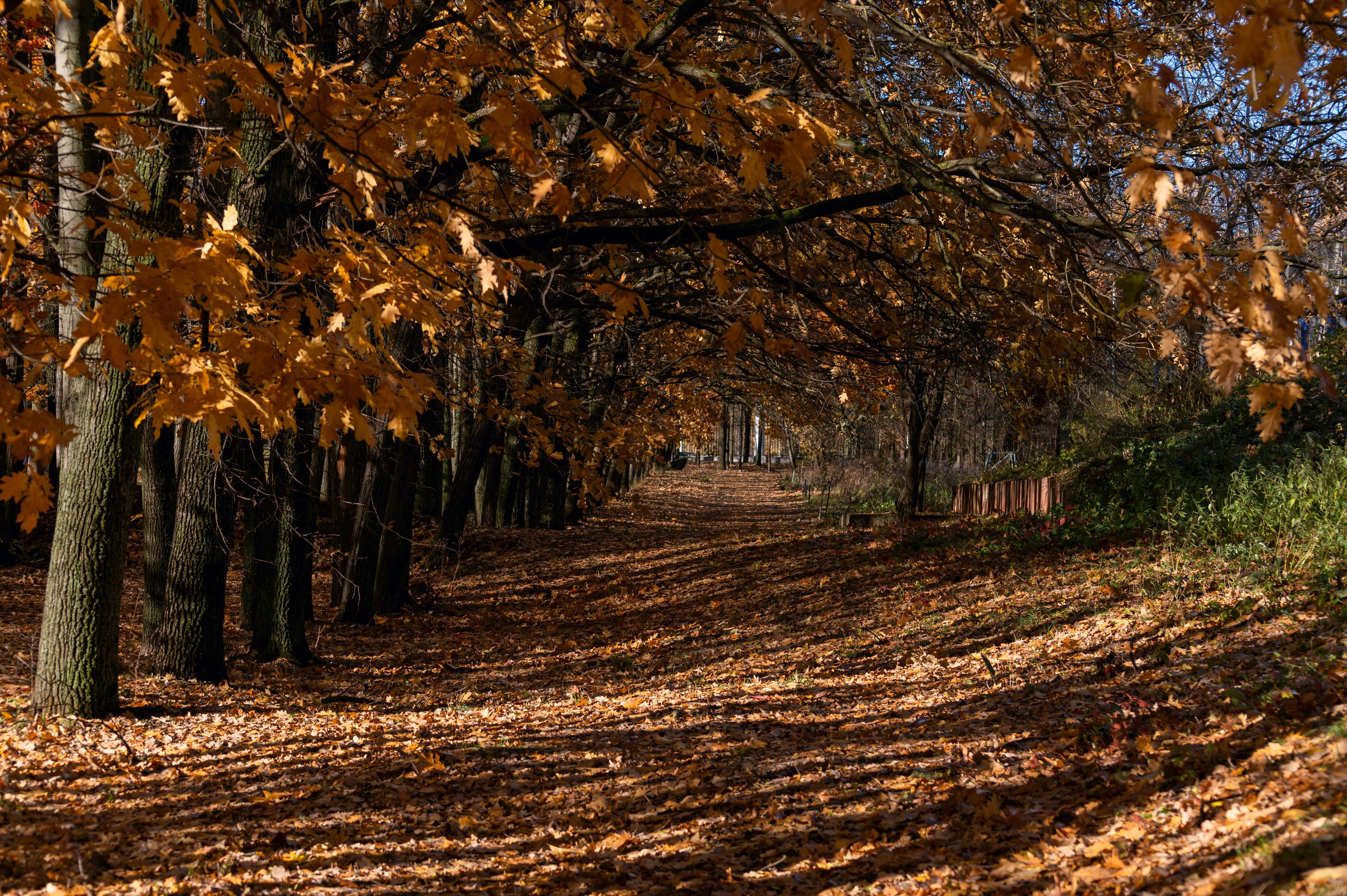 20241102 МГУ. Дмитрий Ремизов. Фотография, как хобби