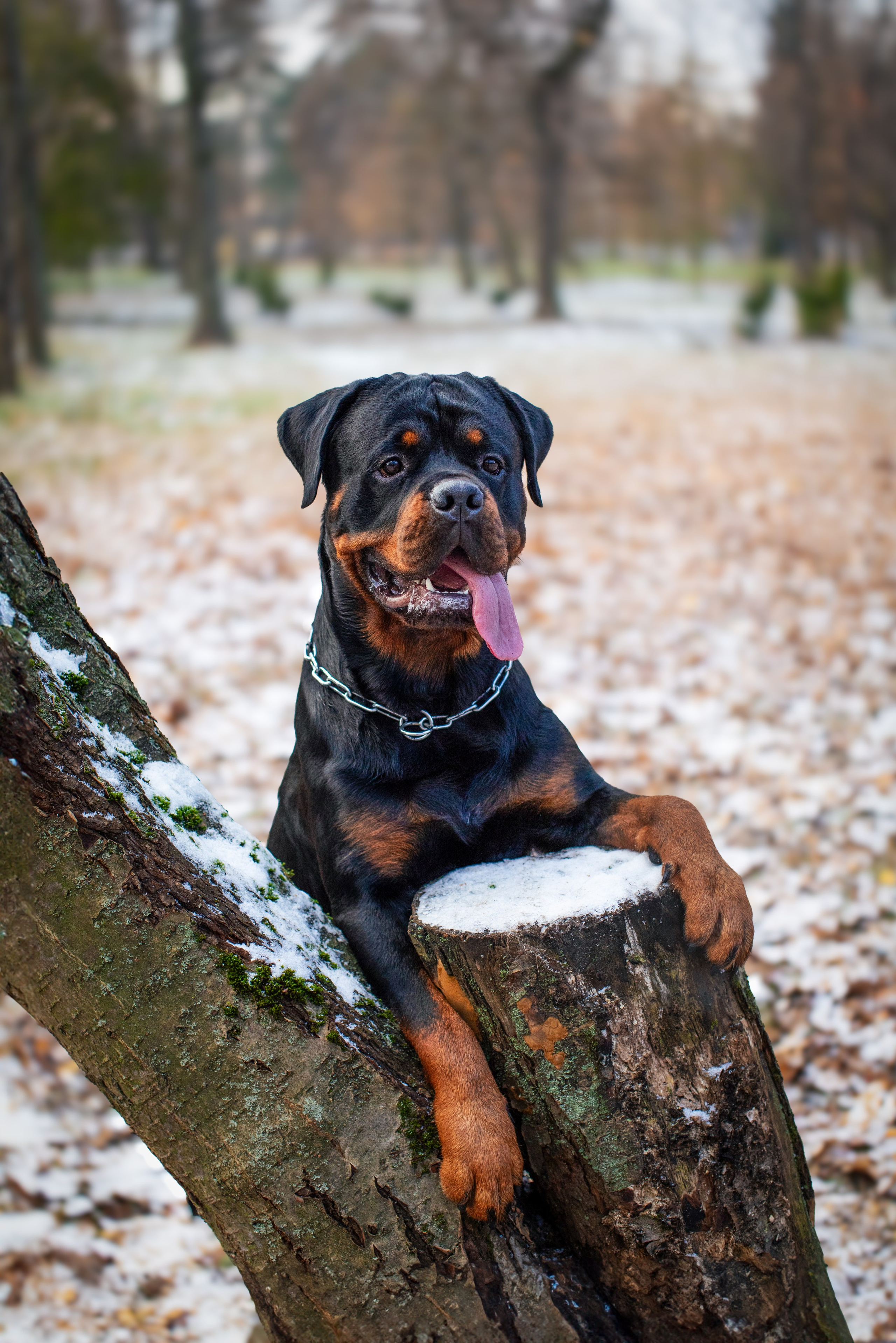Ротвейлер Аватар. Портретная и семейная съемка. Фотограф анималист