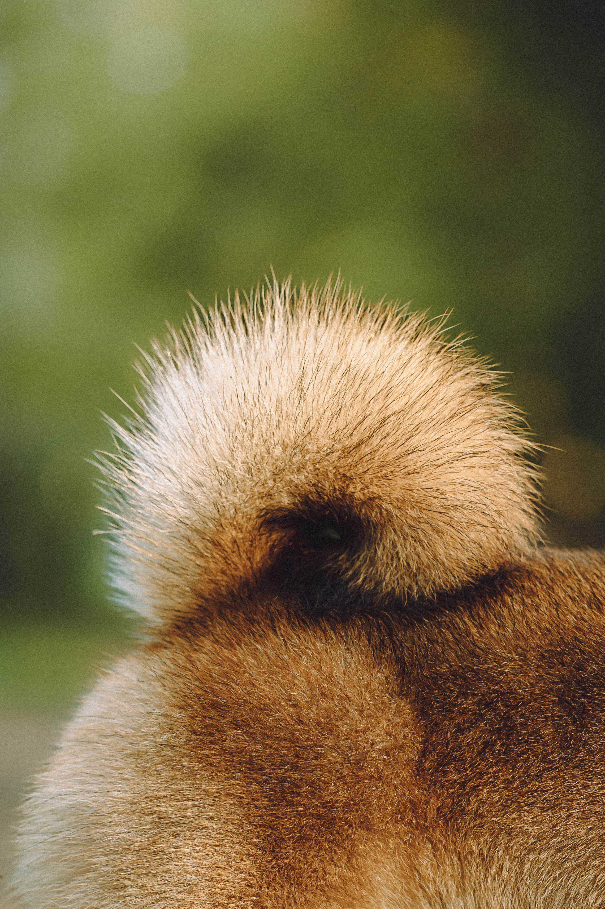 Шед, Цири, Чиби, Цера и их семья