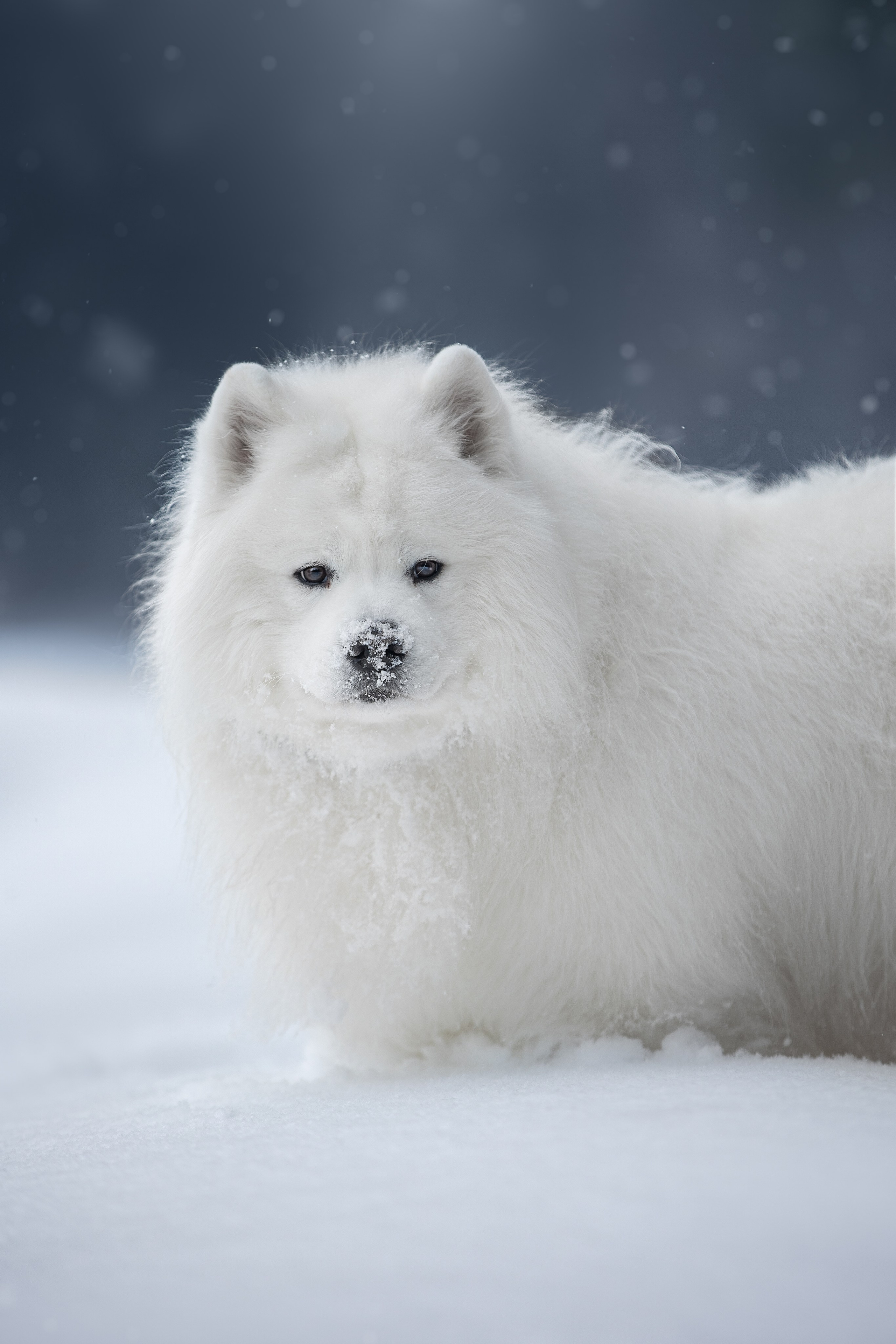 Самоедские мальчишки. Фотограф анималист в Москве Майорова Евгения