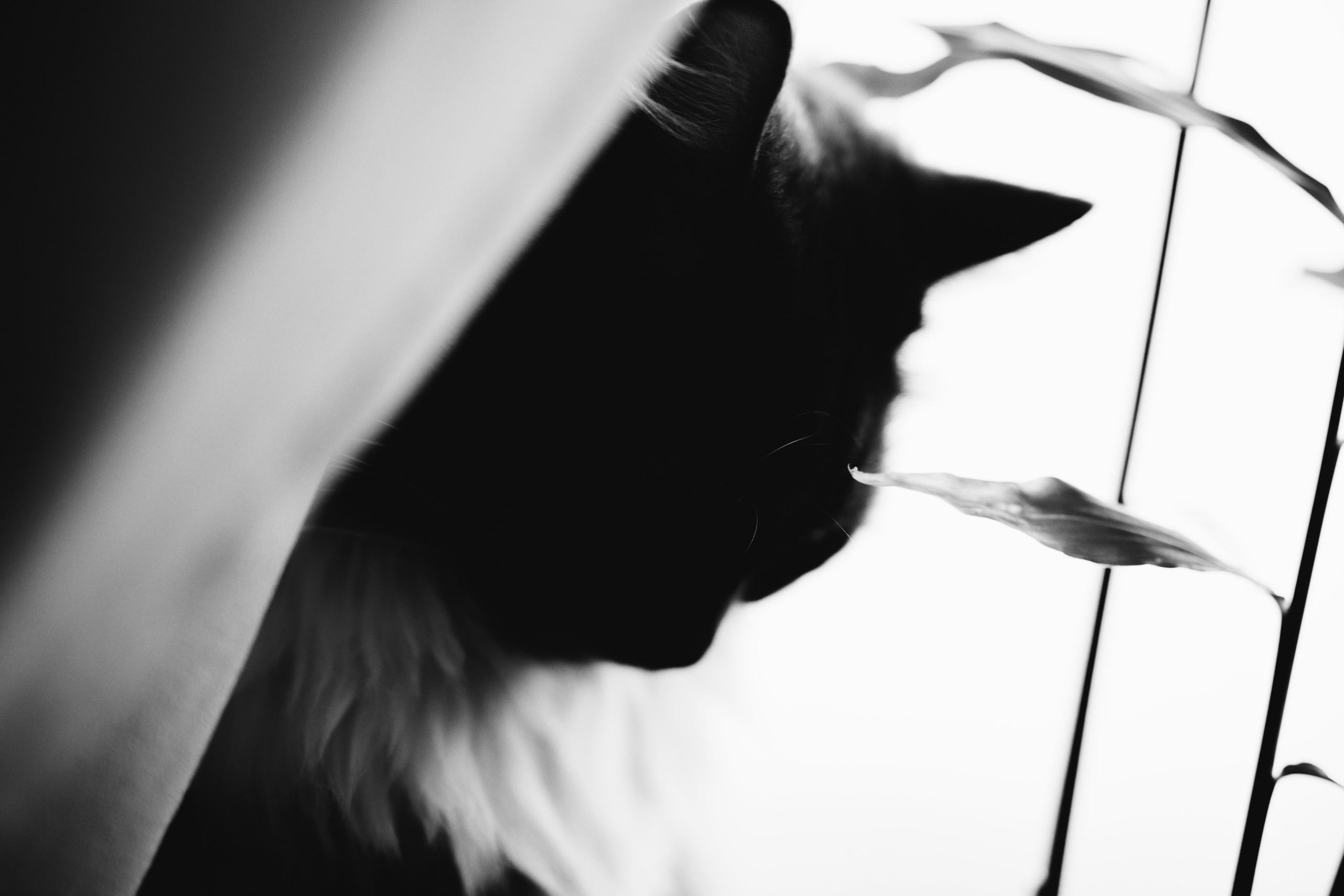 ЧБ. Фотограф-любитель из Кирова Андрей Погребняк