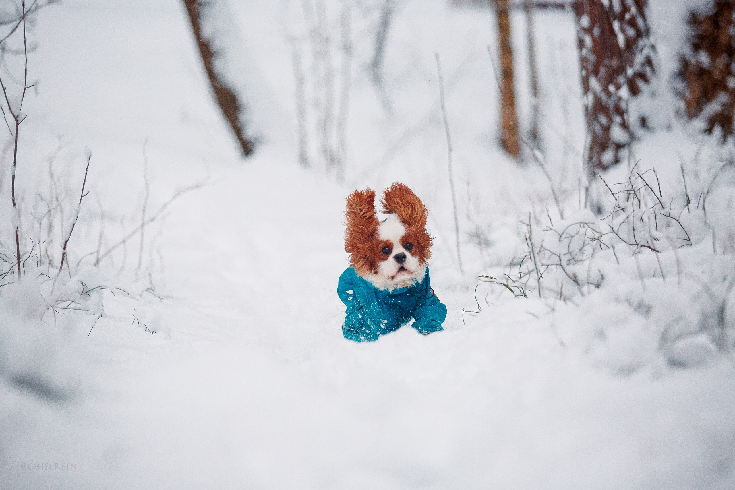 Внезапно апрельская зима. Фотограф-анималист Наталия Чистюхина в г. Сосновый Бор и ЛО