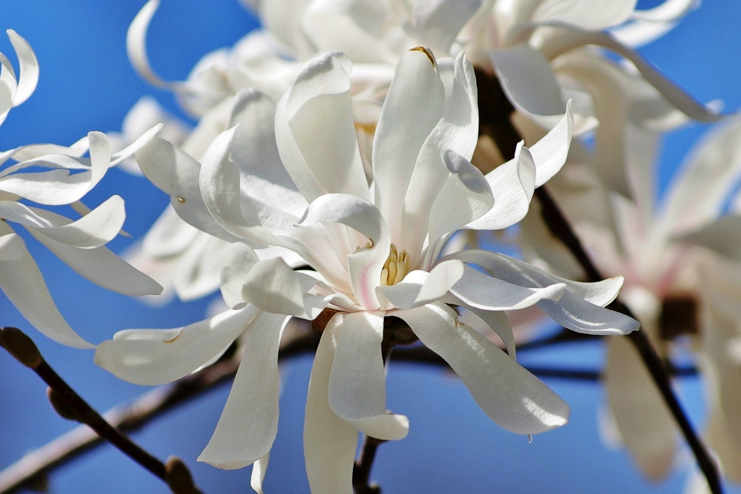 Цветочки-лепесточки. Фотограф Дмитрий Алексеев