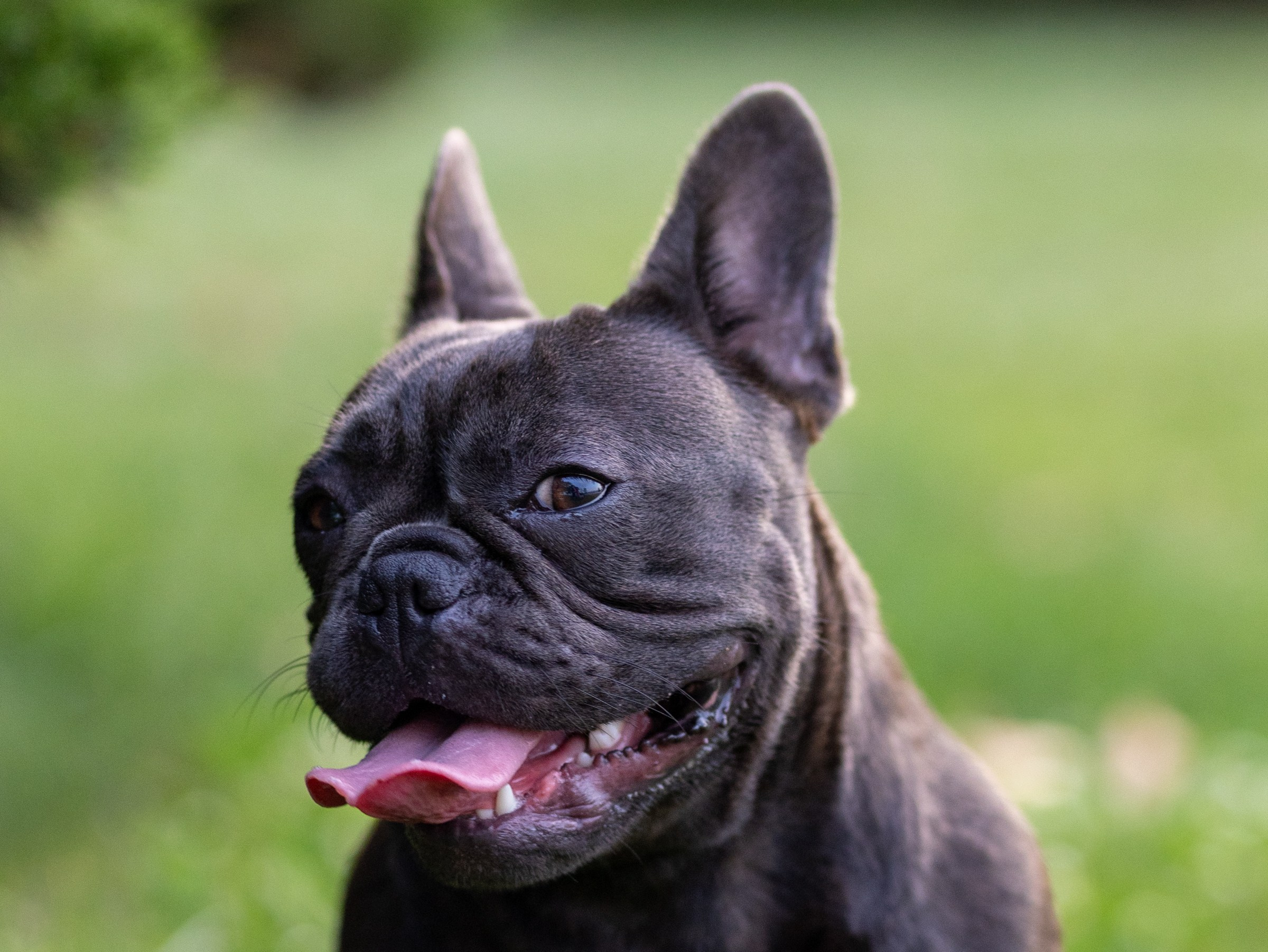 Сладкое лето. Фотограф-анималист в Москве Кириллова Татьяна