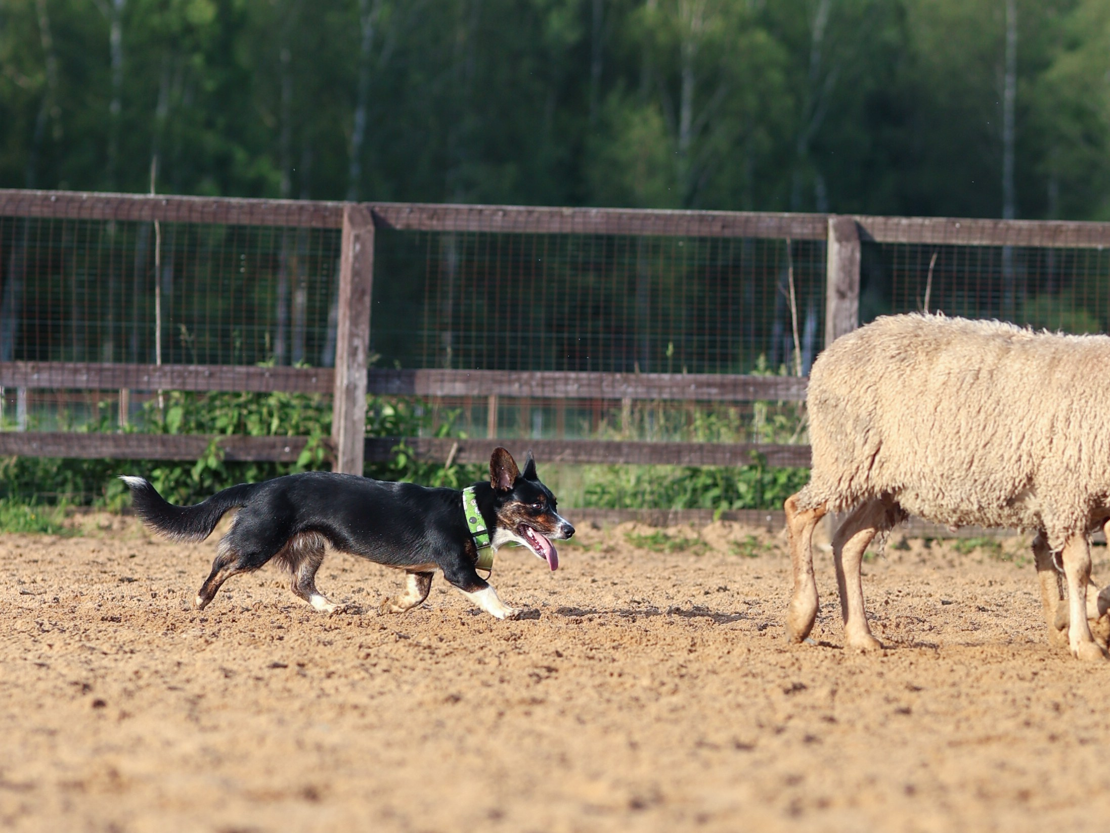Пастьба. Фотограф-анималист в Москве Кириллова Татьяна