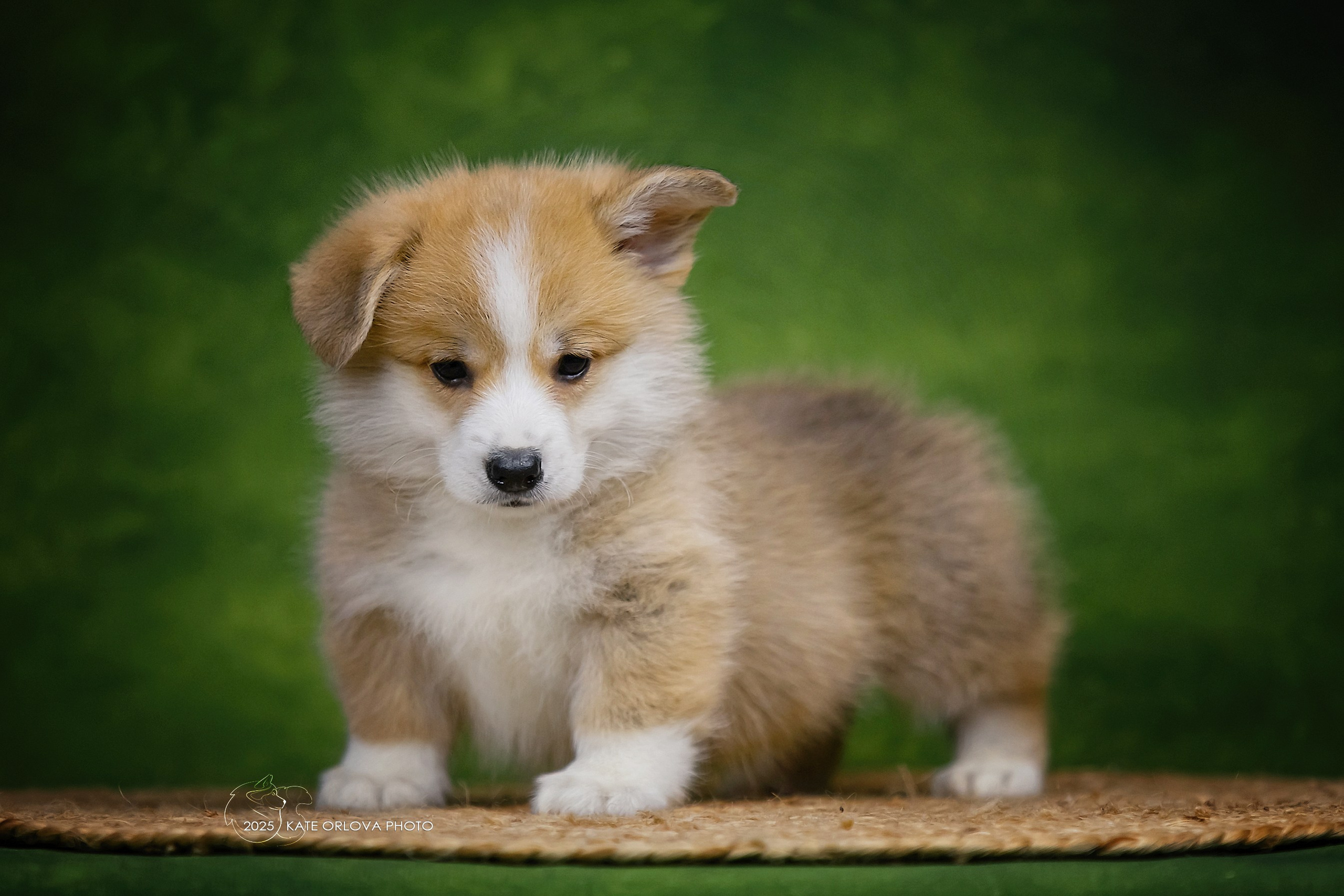 А — Кола и Цесей. Kawaii Kuma питомник собак пород Корги пемброк, Акита ину, Сиба