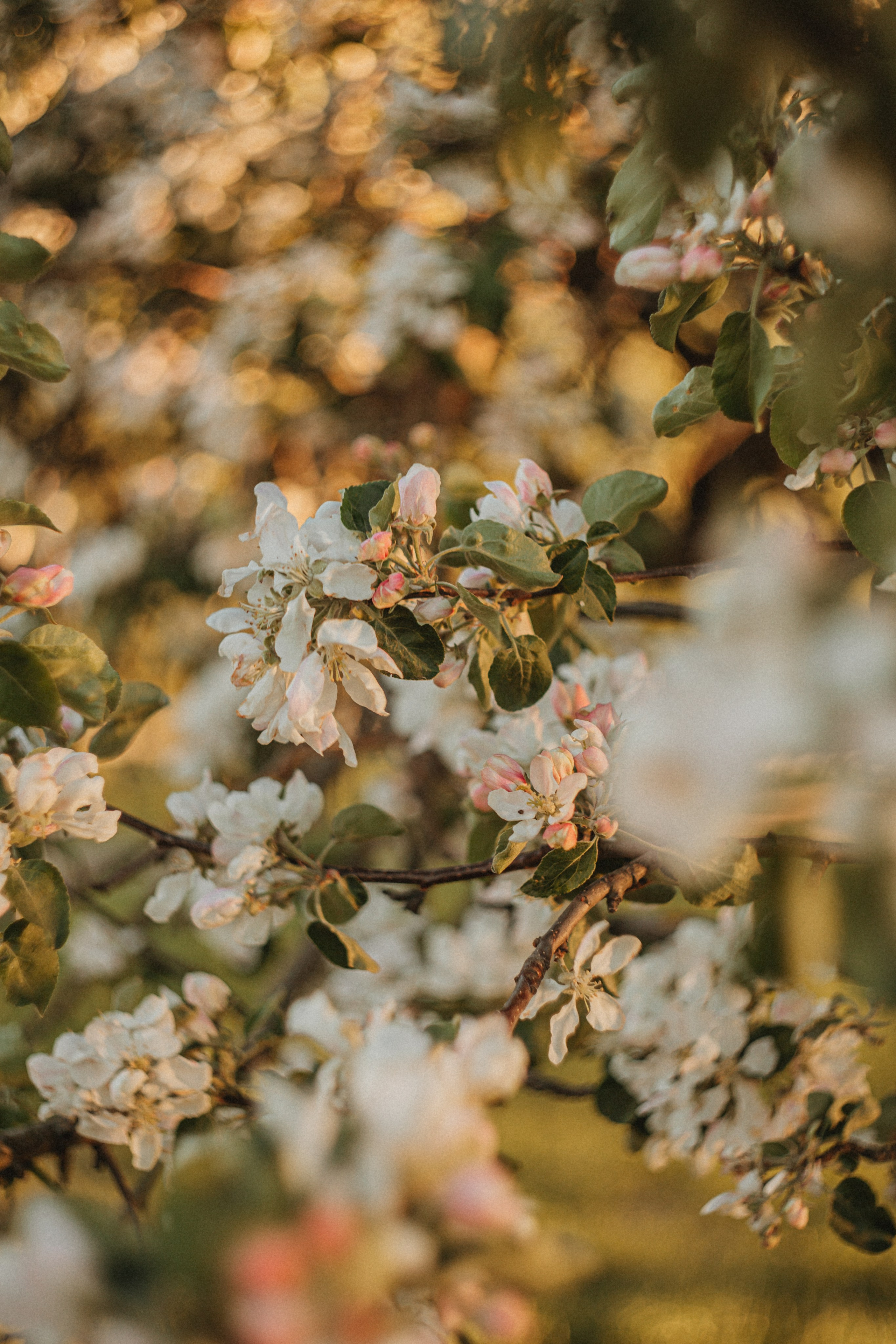 BLOOM. Портретный и Семейный фотограф в Санкт-Петербурге Rocket Alice
