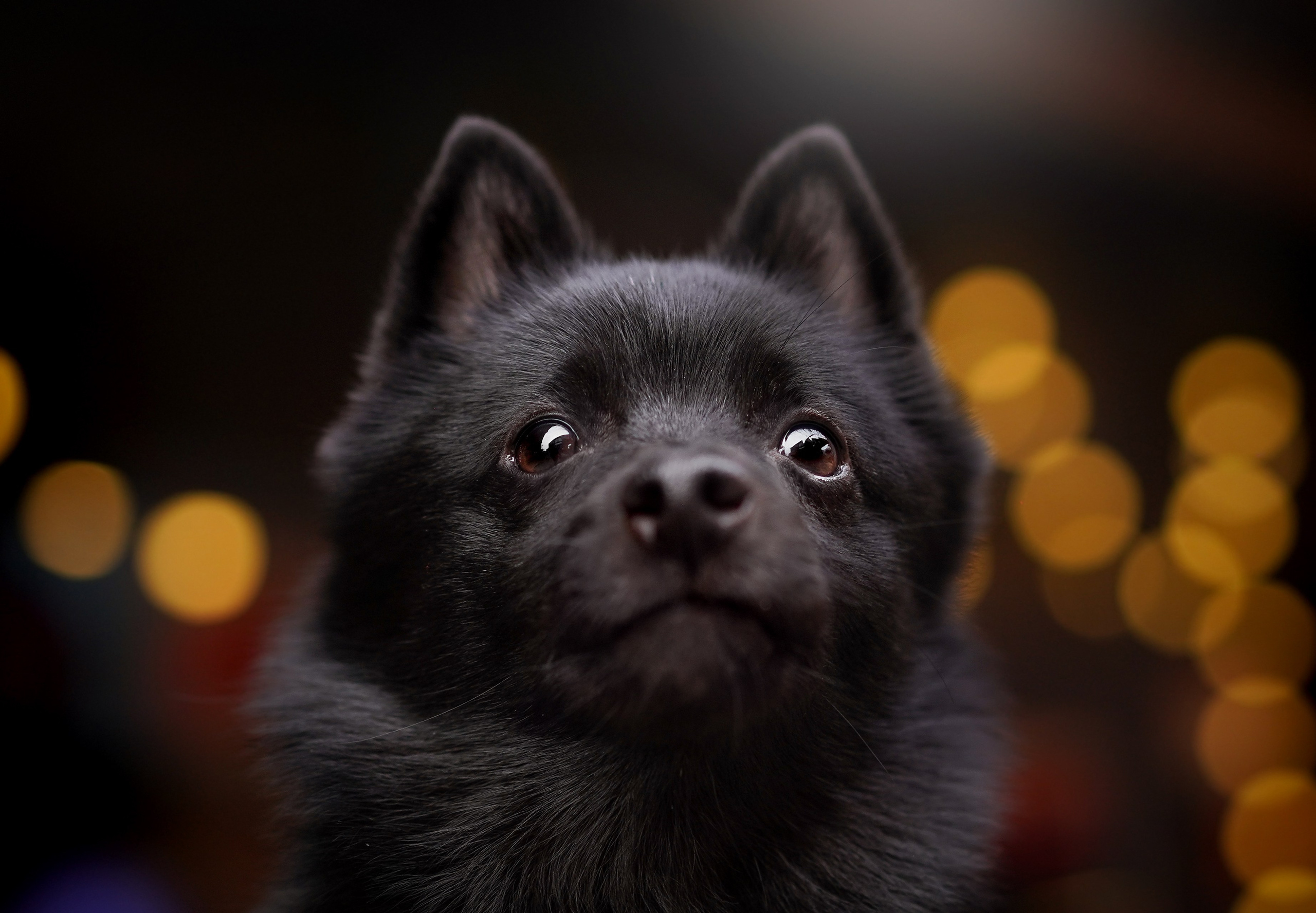 Аня Арчи и Мишель. Фотограф-анималист в Санкт-Петербурге Яна Мартынова